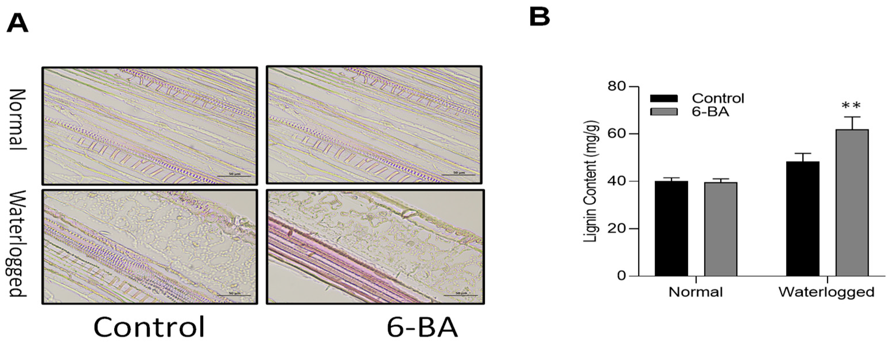 Plants 13 01991 g005