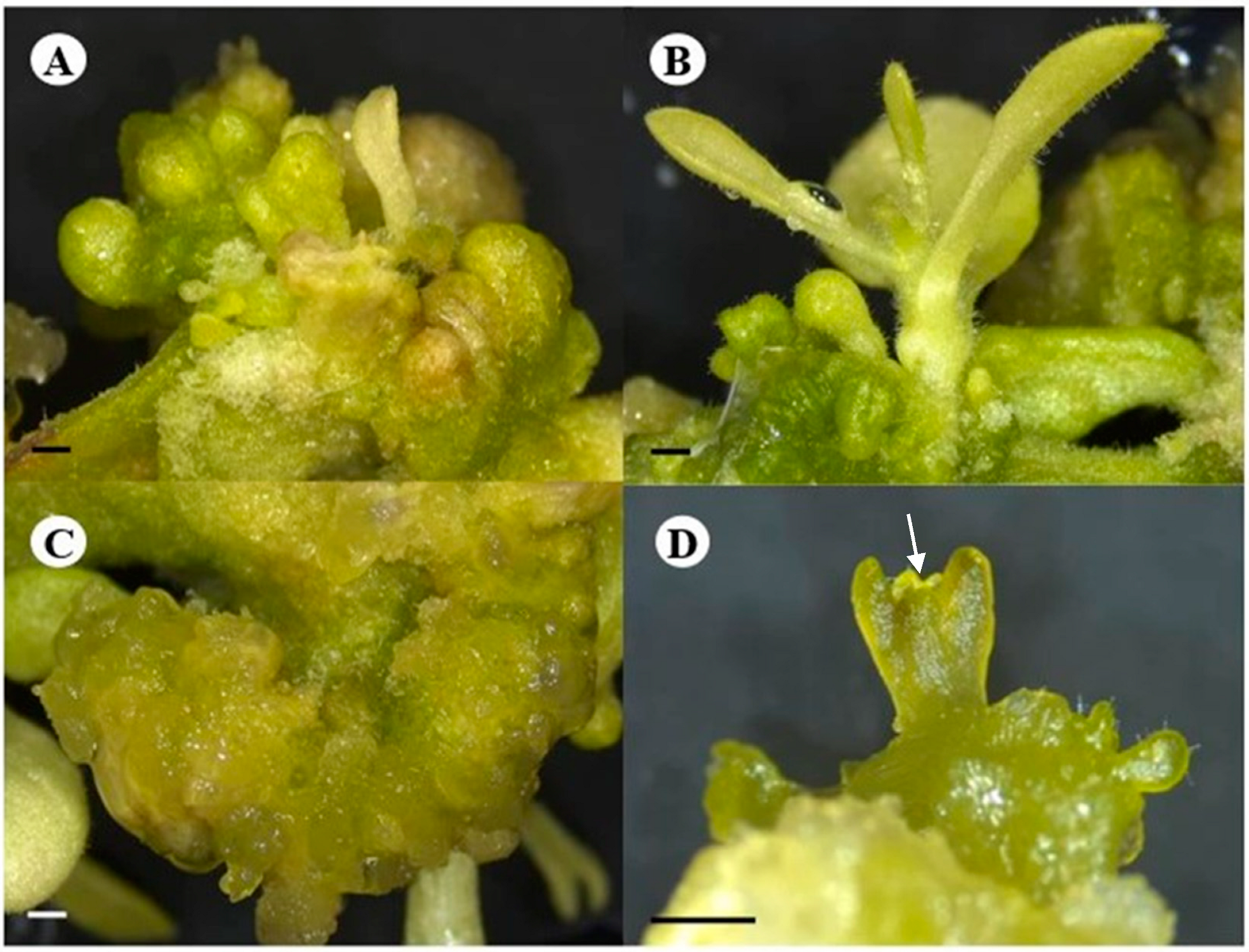 Plants 13 02002 g001 Plants 13 02002 g001