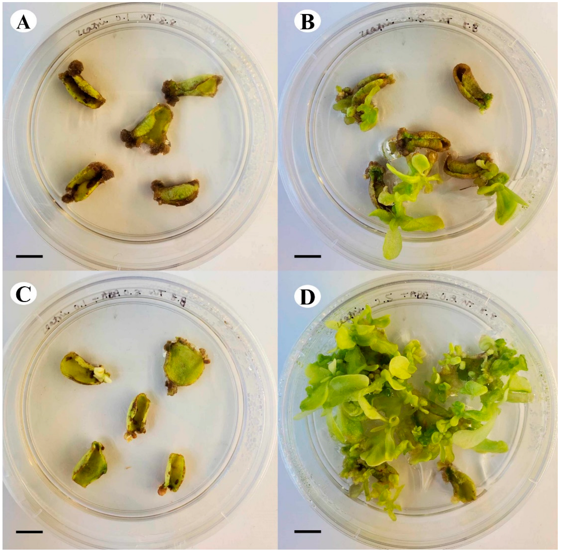 Plants 13 02002 g010 Plants 13 02002 g010