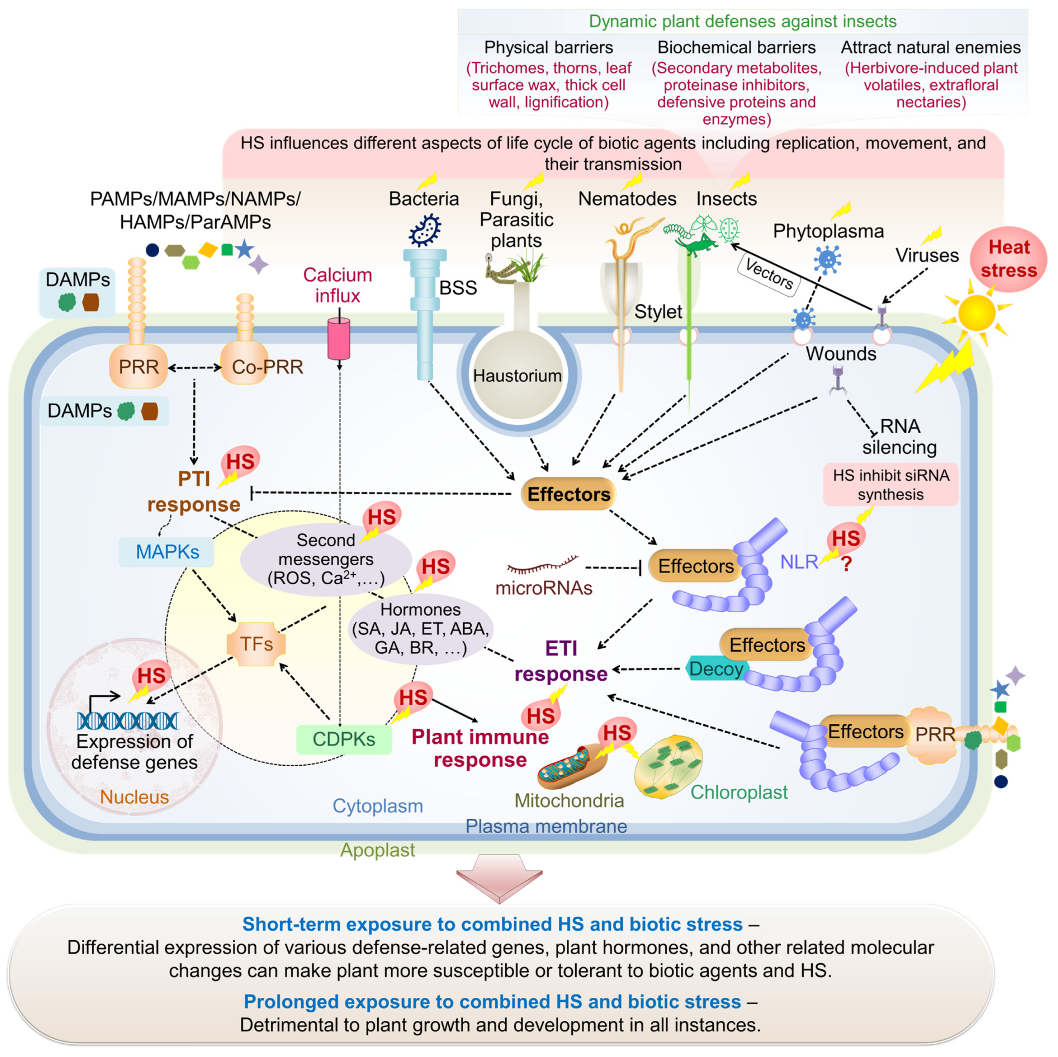 Plants 13 02022 g004