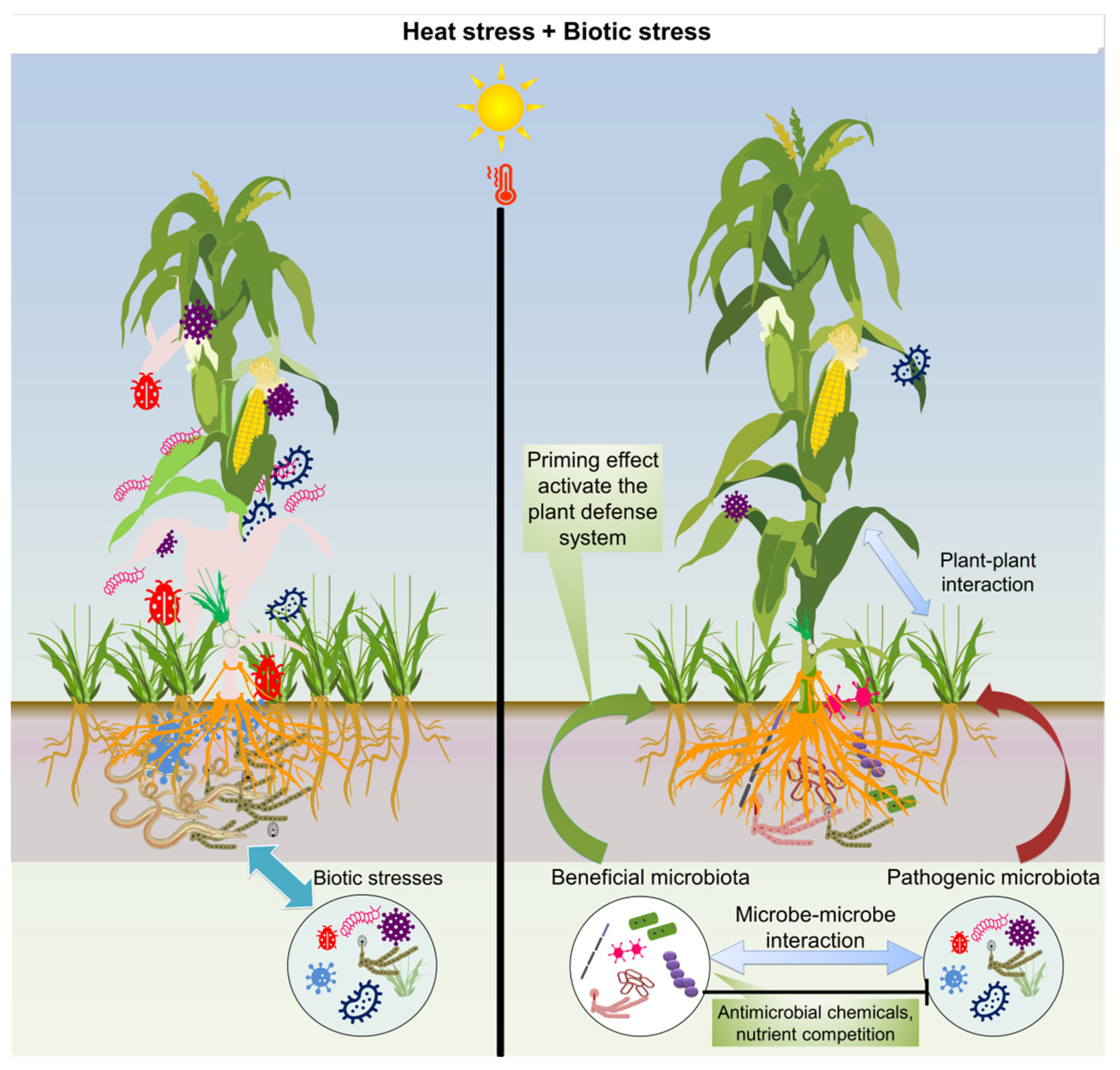 Plants 13 02022 g005