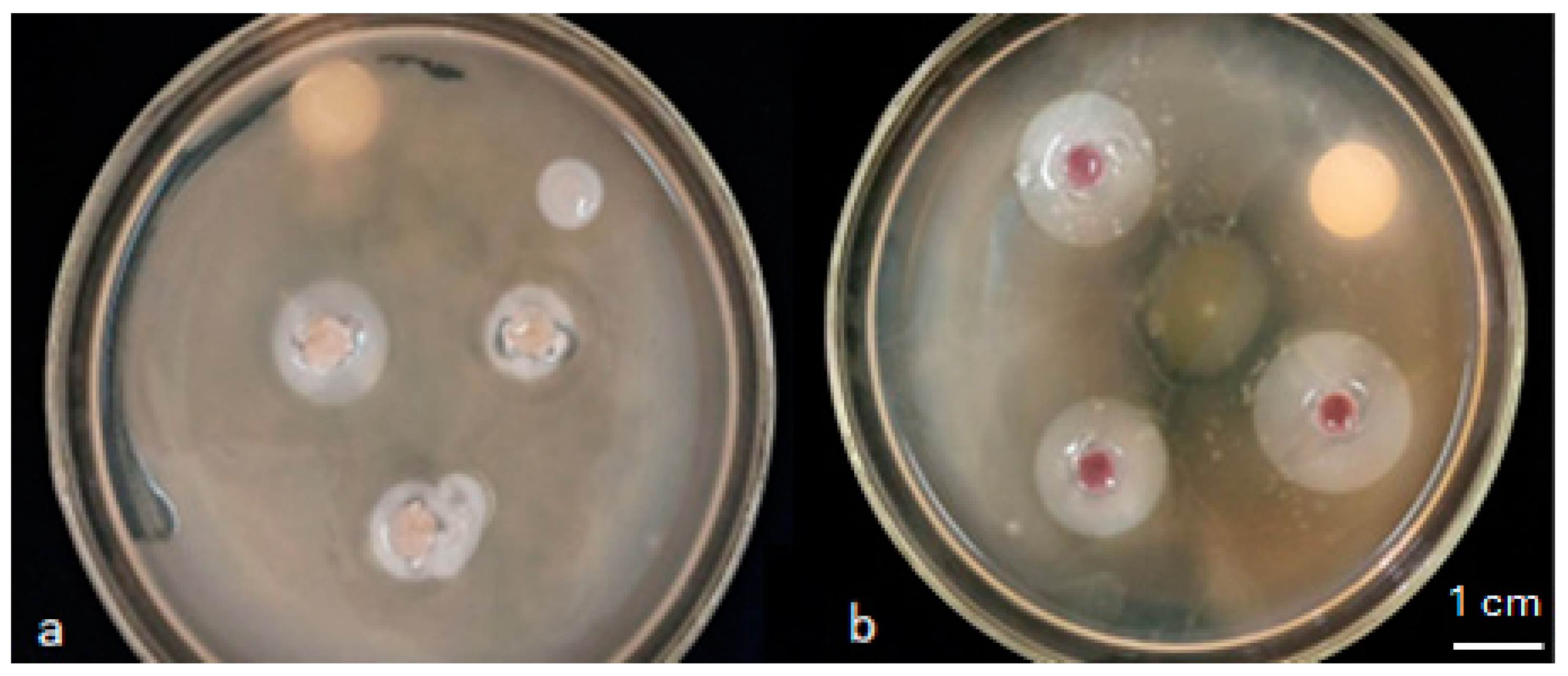 Plants 13 02025 g002