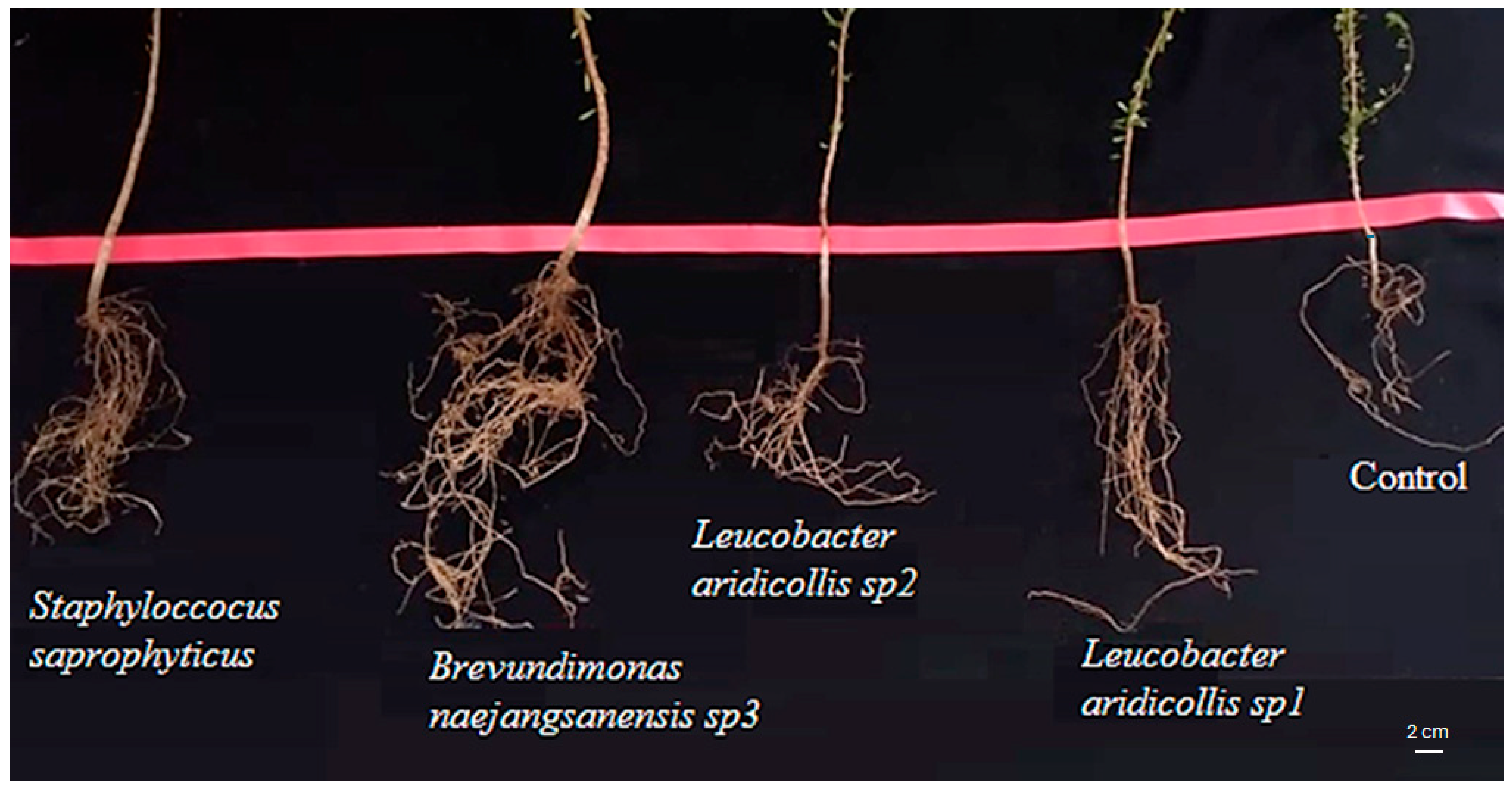 Plants 13 02025 g011