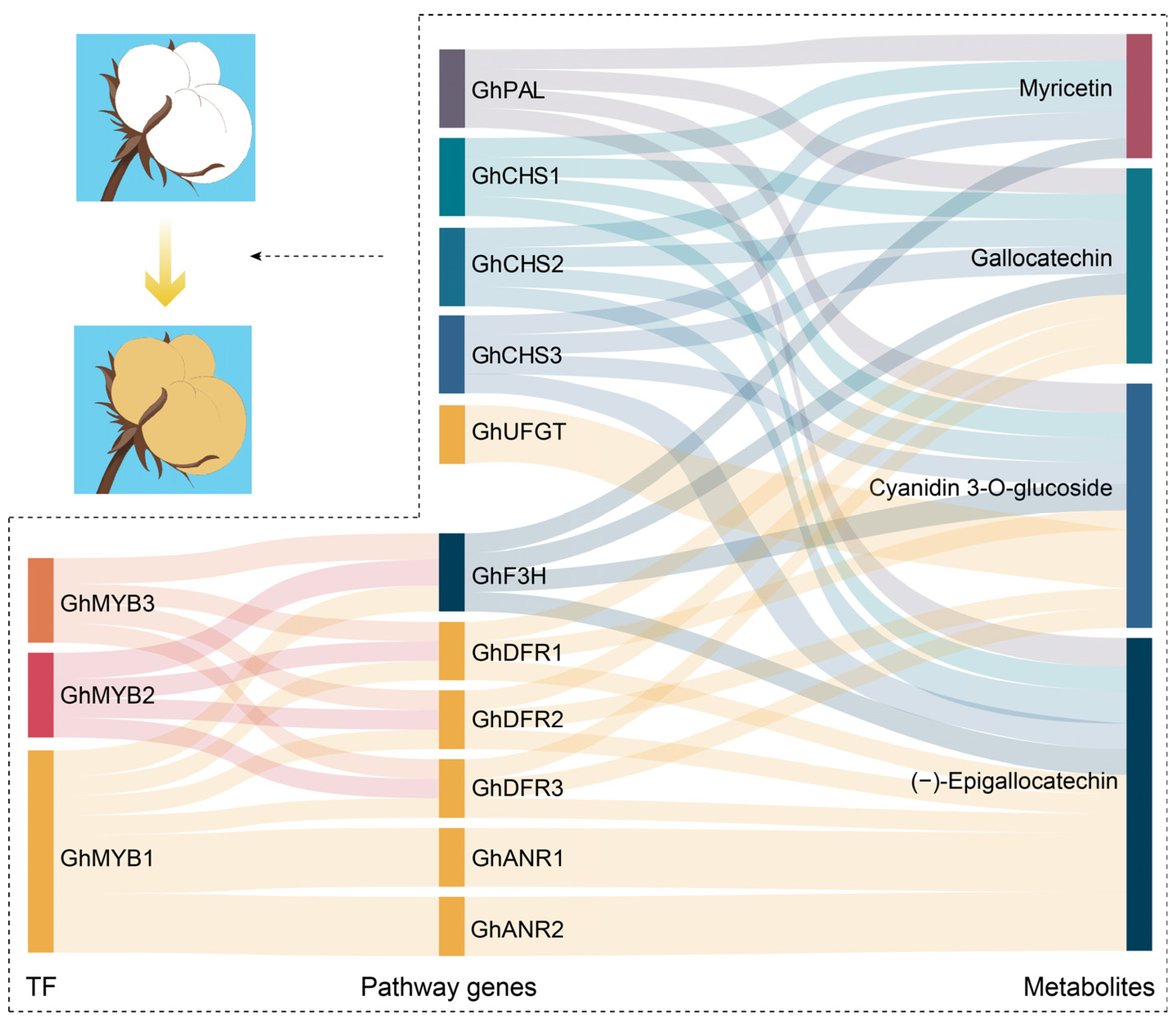 Plants 13 02028 g008