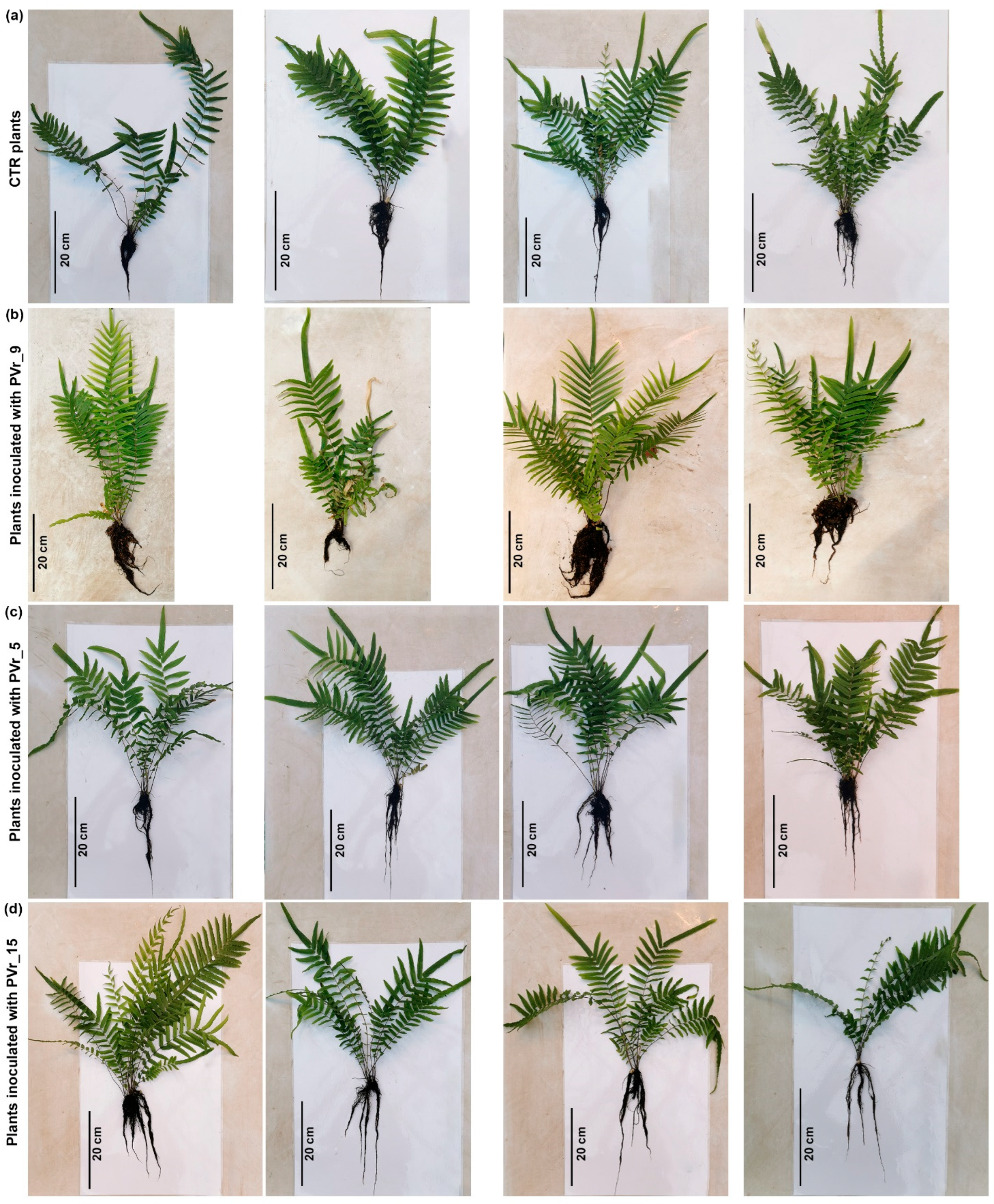 Plants 13 02030 g005 Plants 13 02030 g005