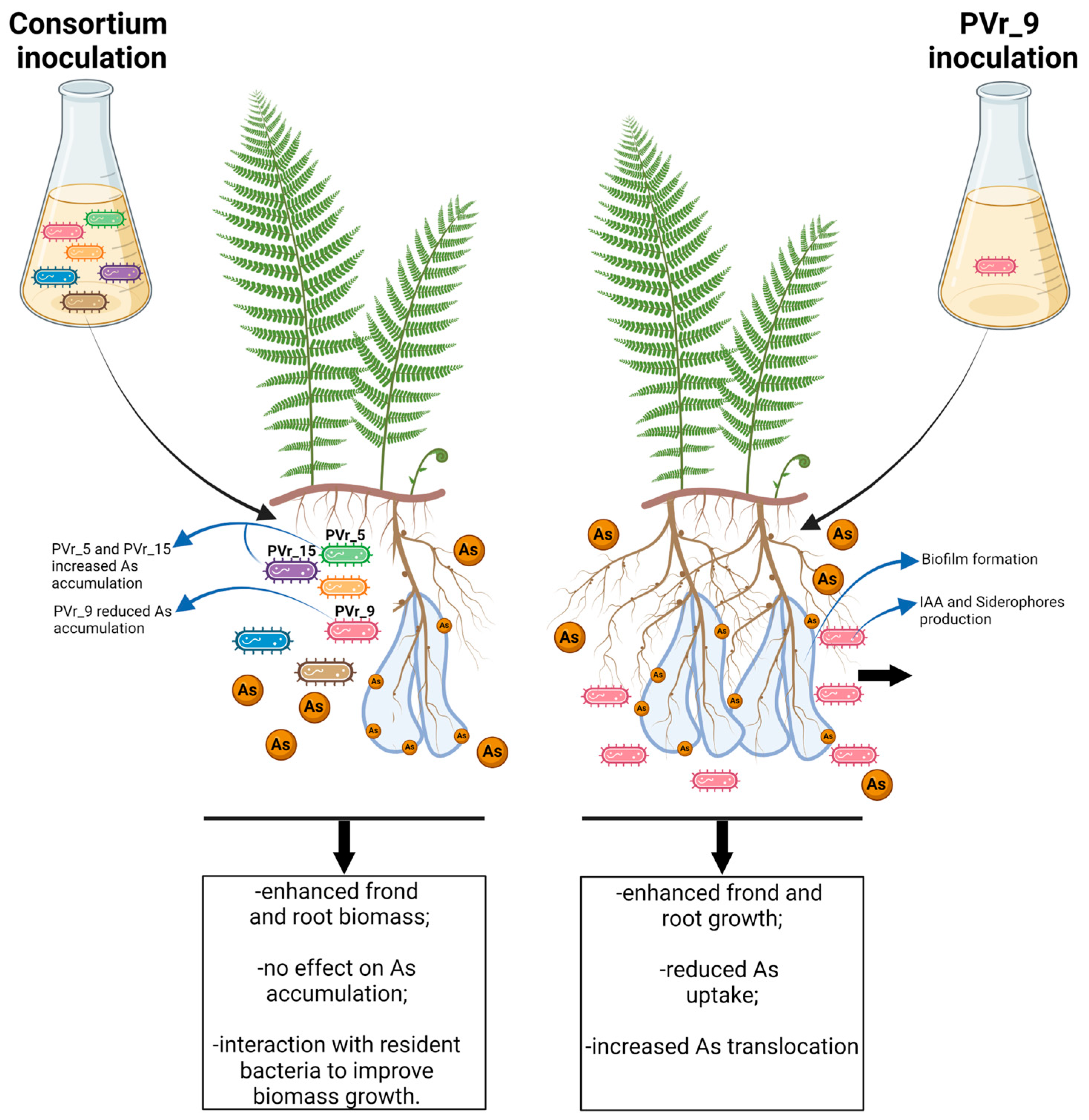 Plants 13 02030 g008 Plants 13 02030 g008