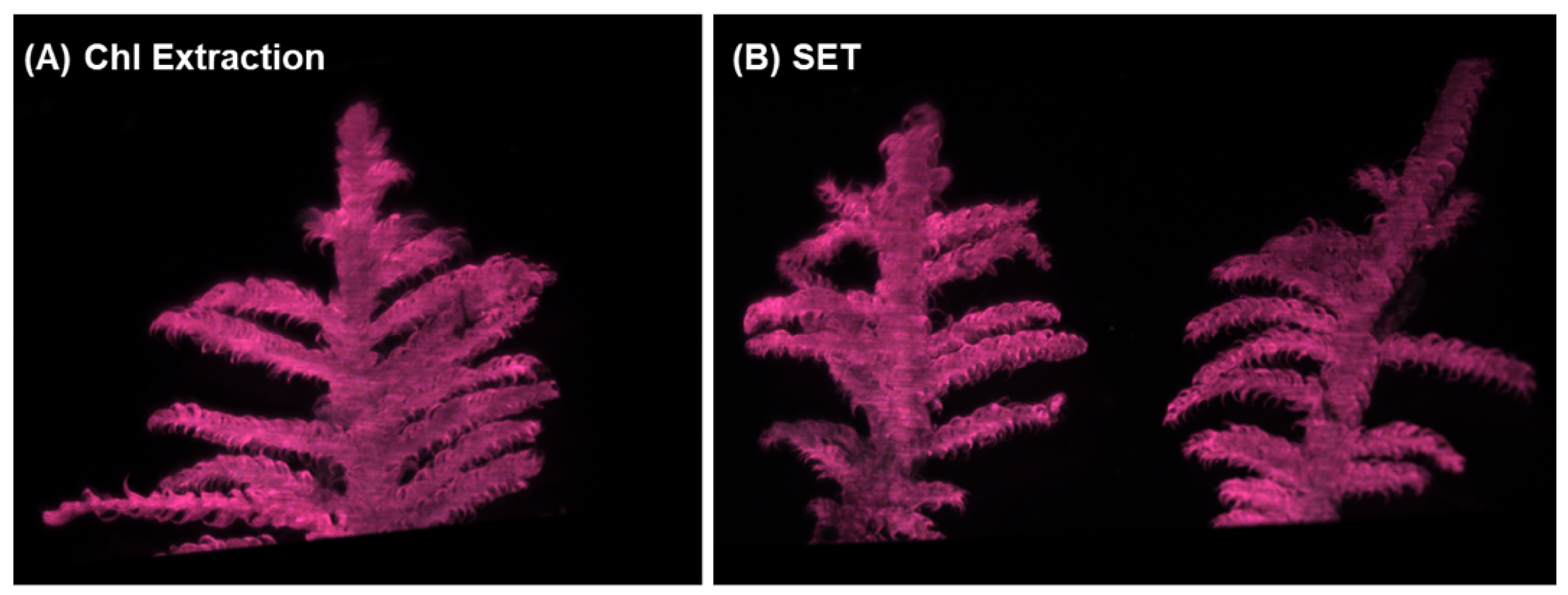 Plants 13 02031 g005 Plants 13 02031 g005