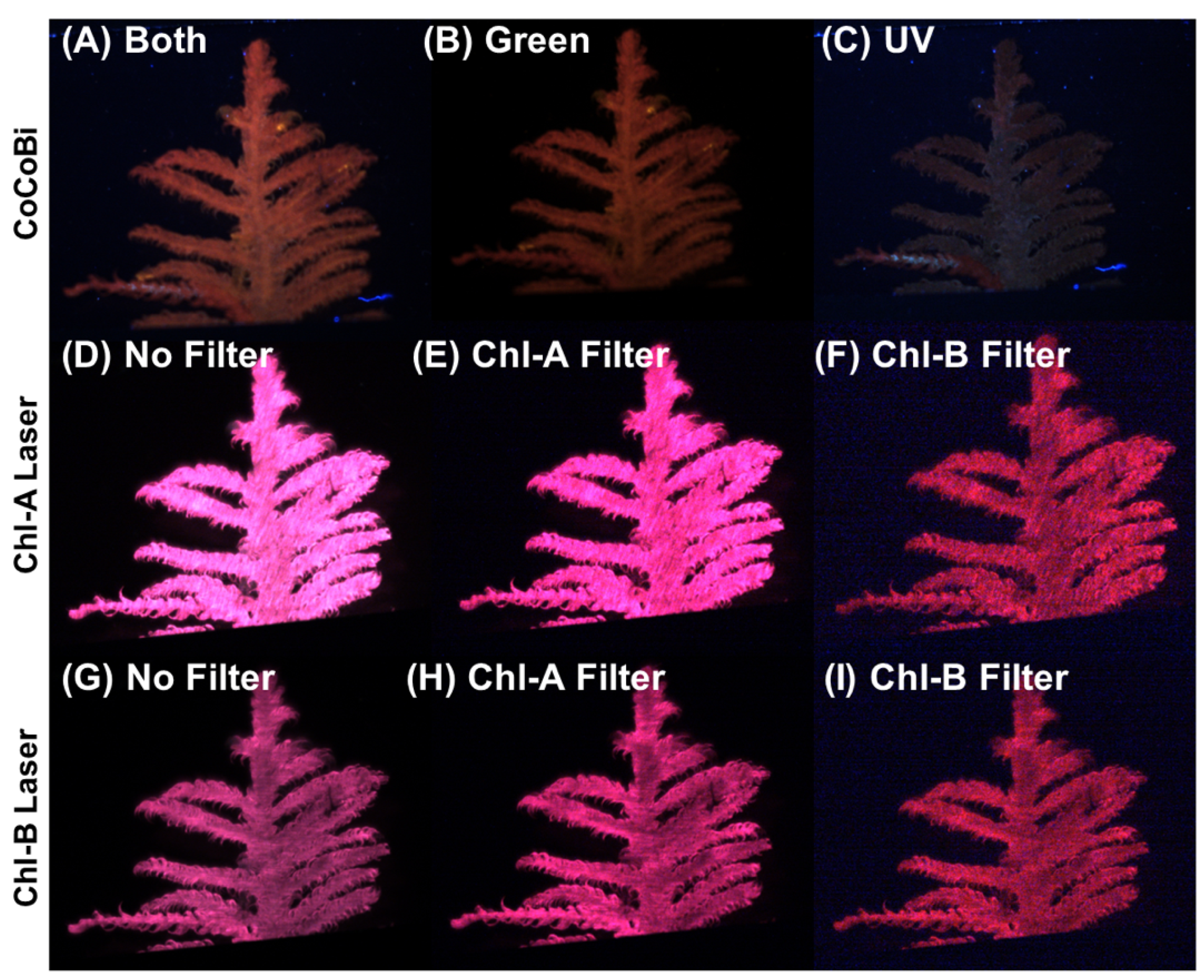 Plants 13 02031 g011 Plants 13 02031 g011