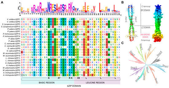 Plants | Free Full-Text | bZIP Transcription Factors: Structure ...