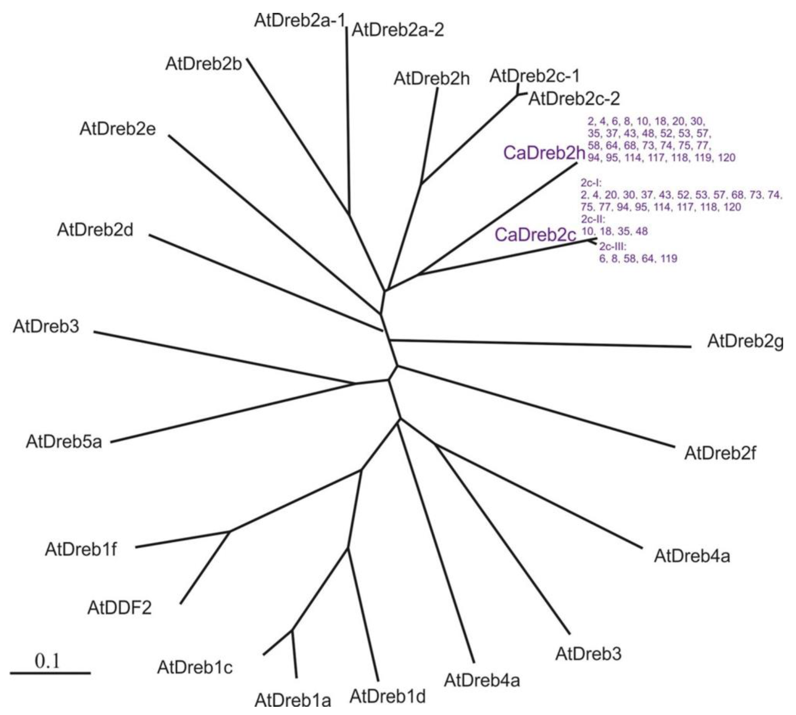 Plants 13 02066 g002