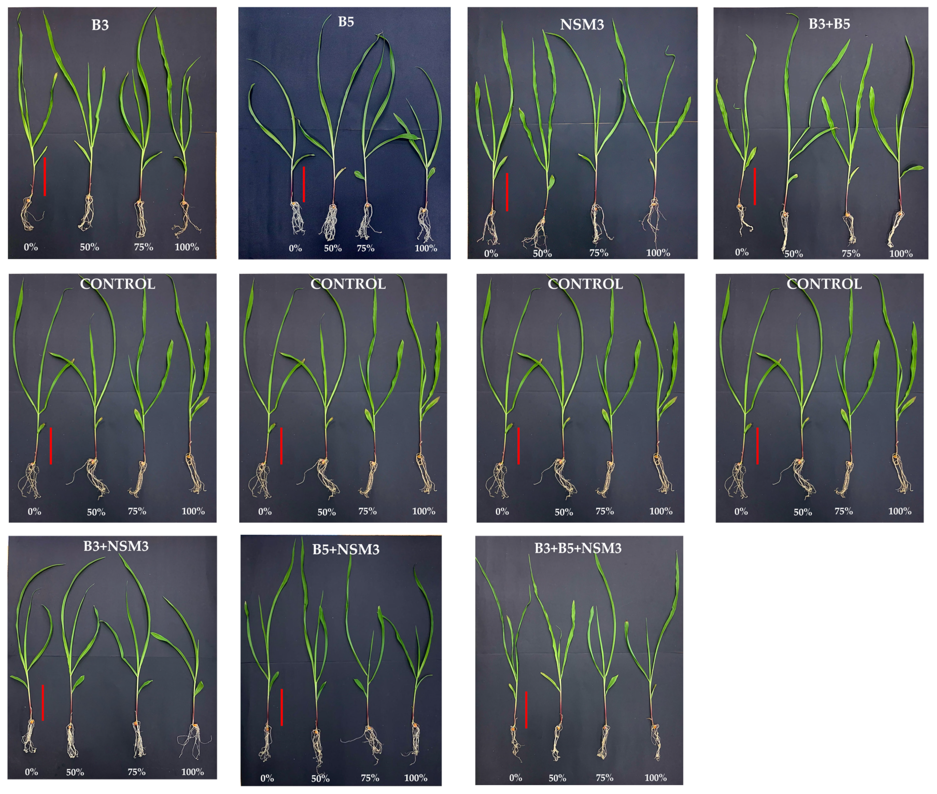 Plants 13 02075 g002