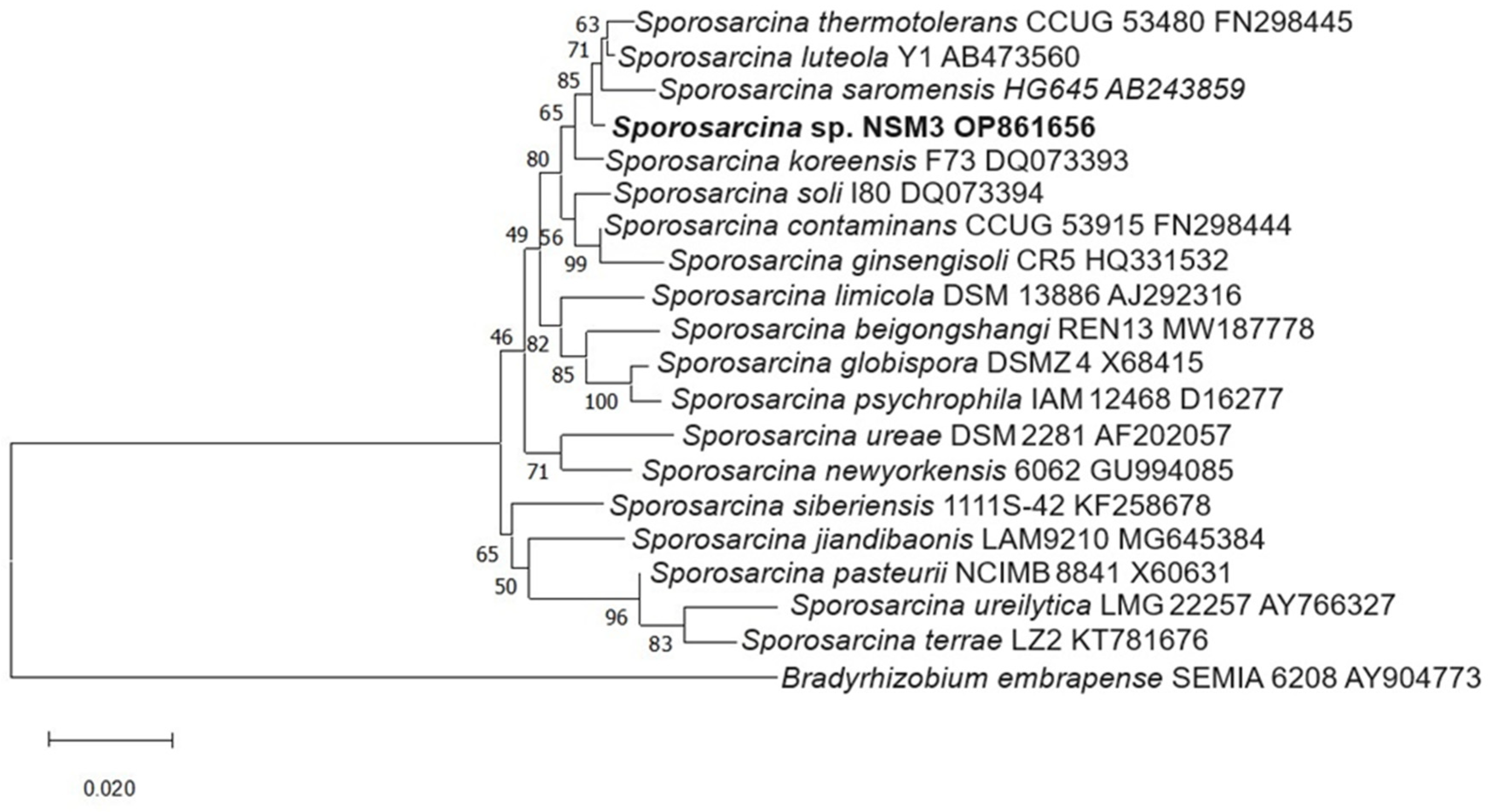 Plants 13 02075 g010