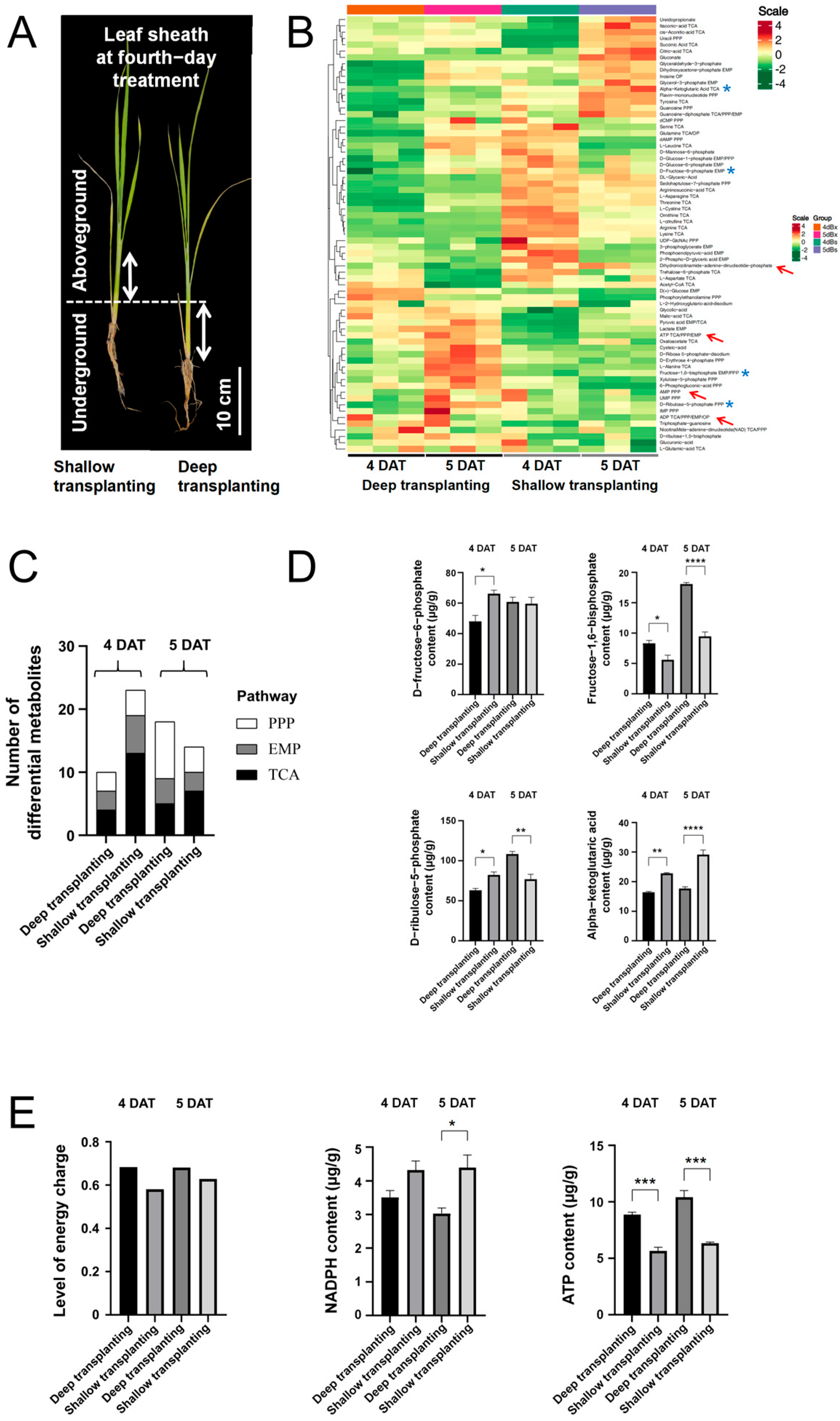 Plants 13 02090 g002