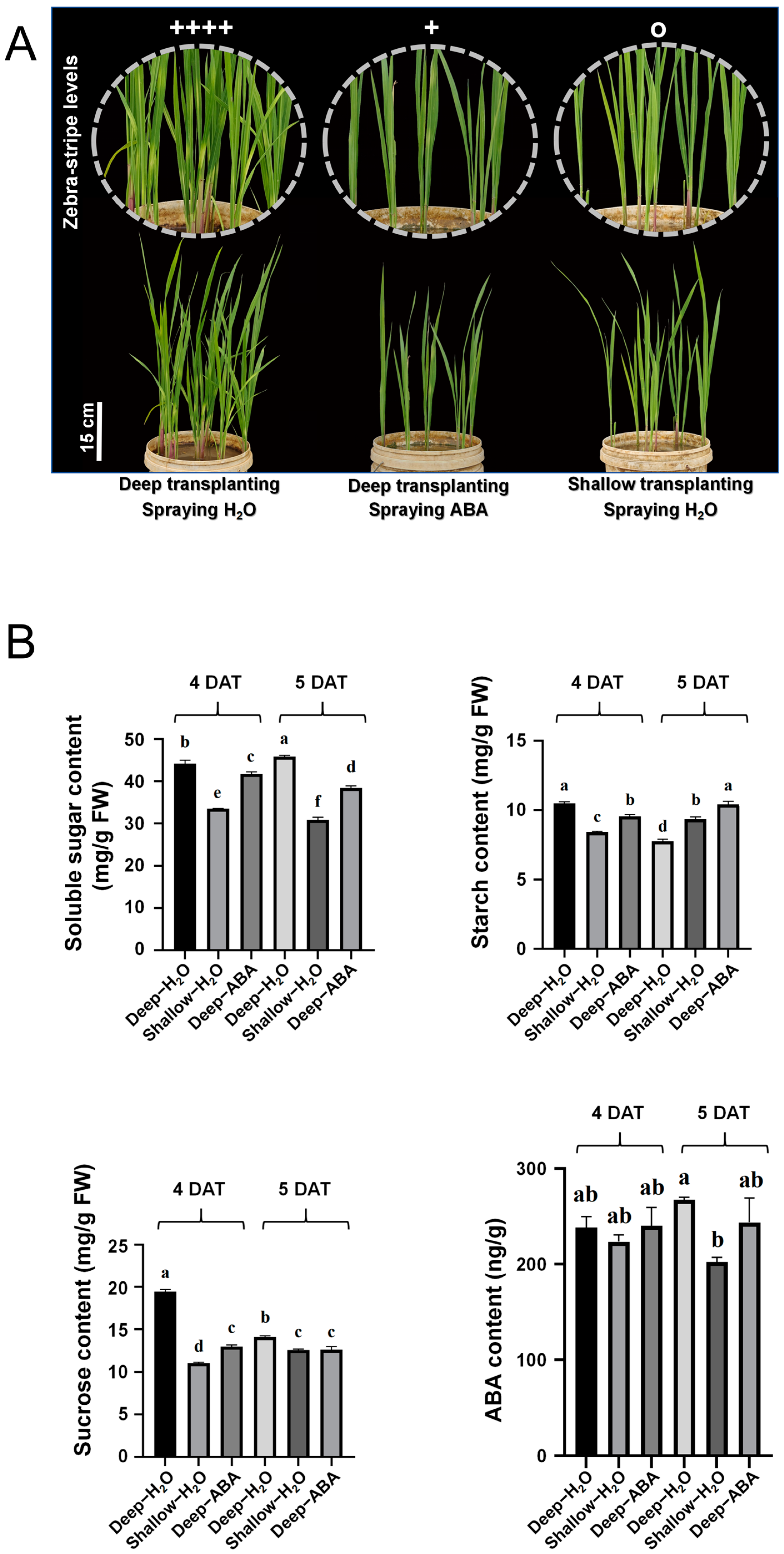 Plants 13 02090 g006