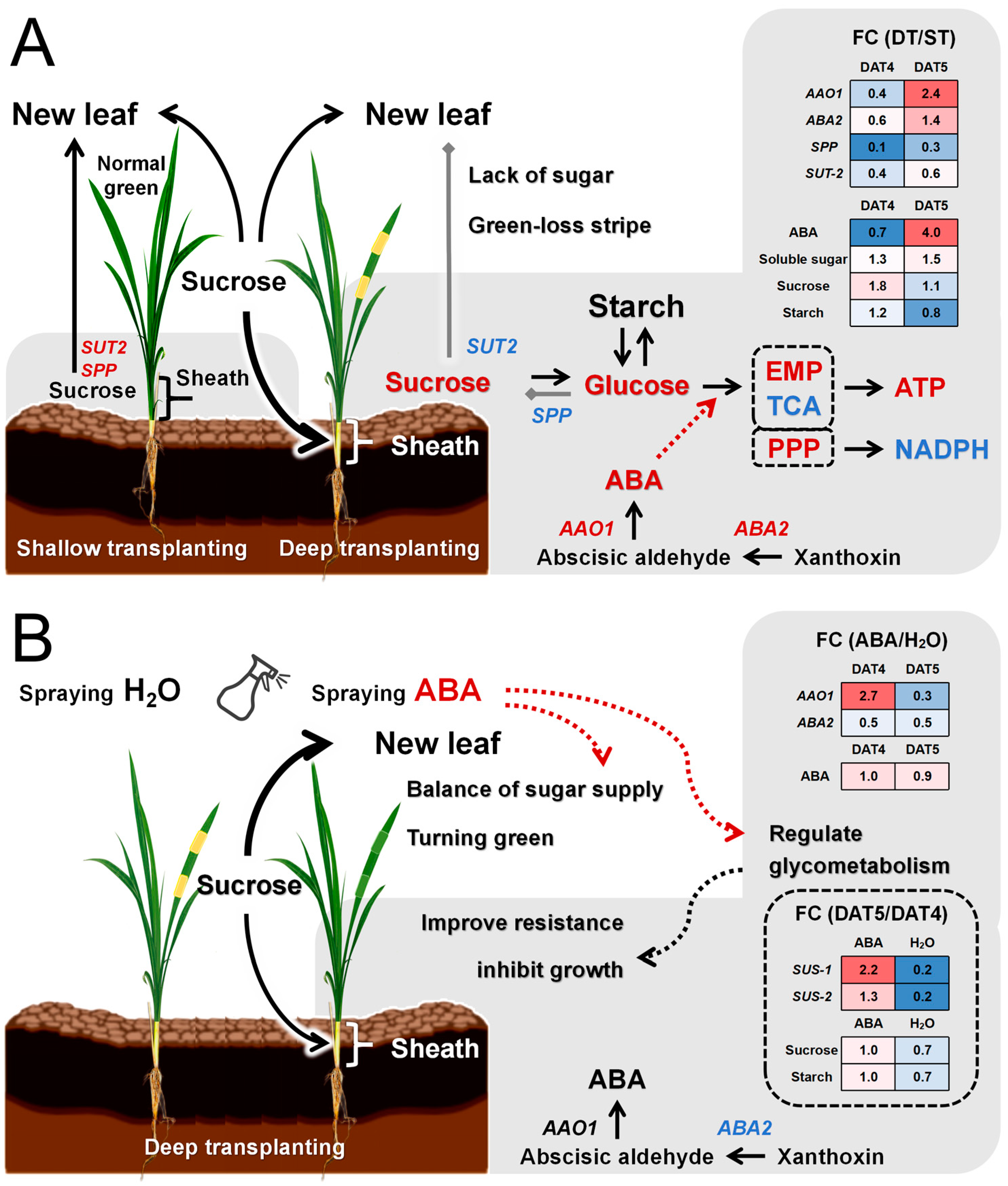 Plants 13 02090 g008