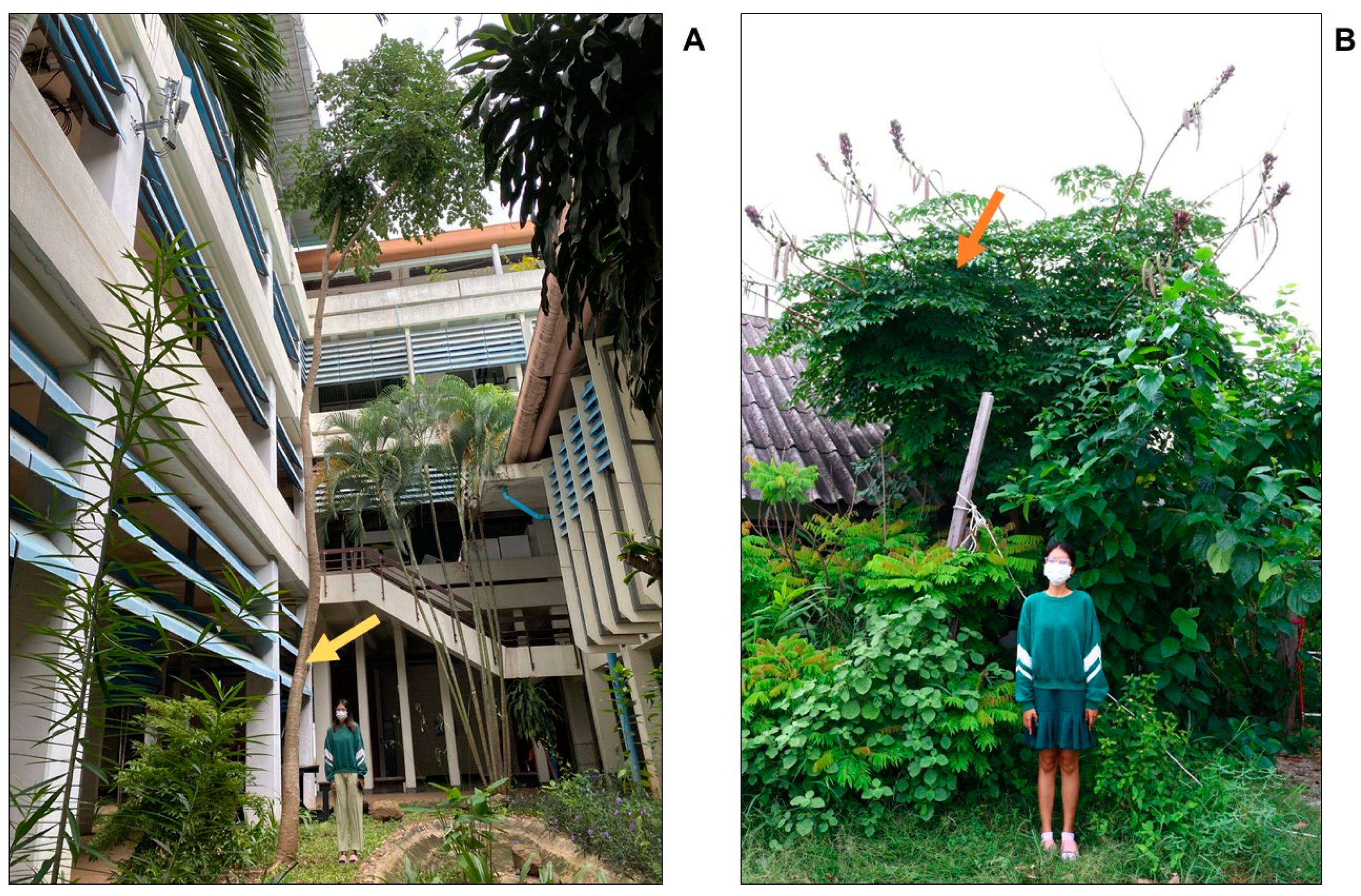 Plants 13 02110 g001