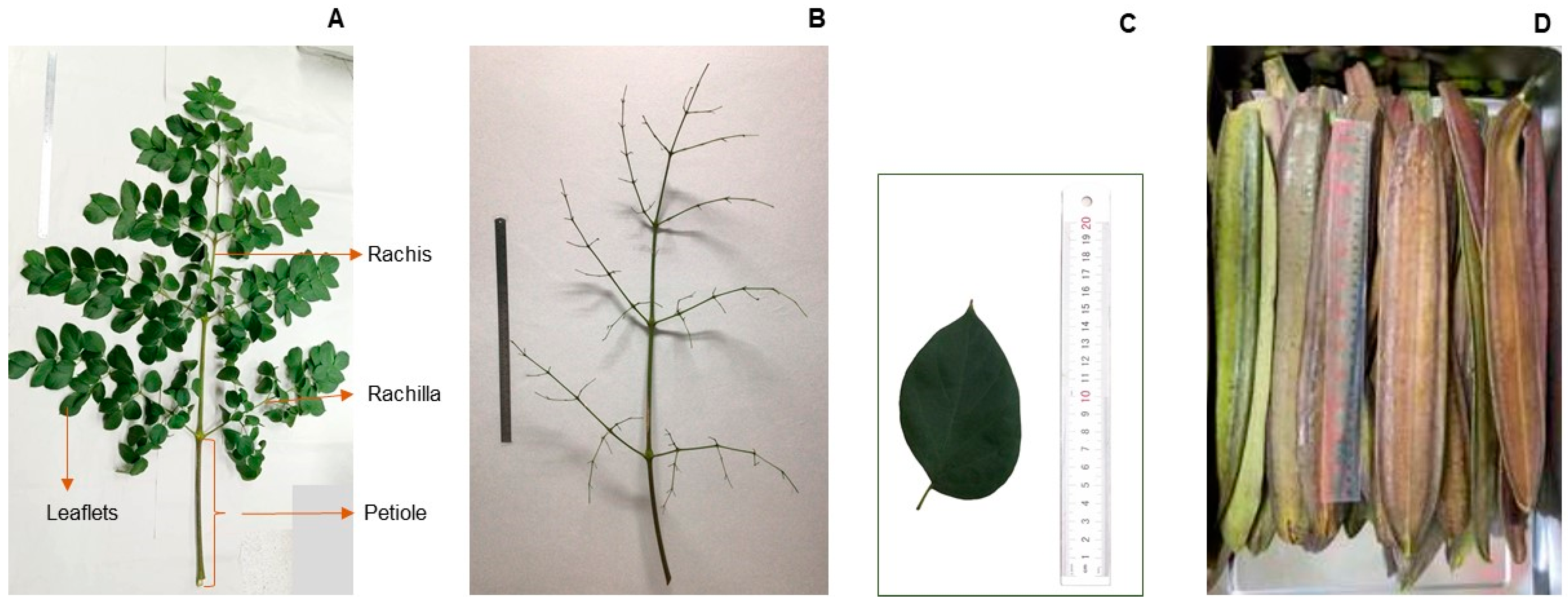 Plants 13 02110 g002