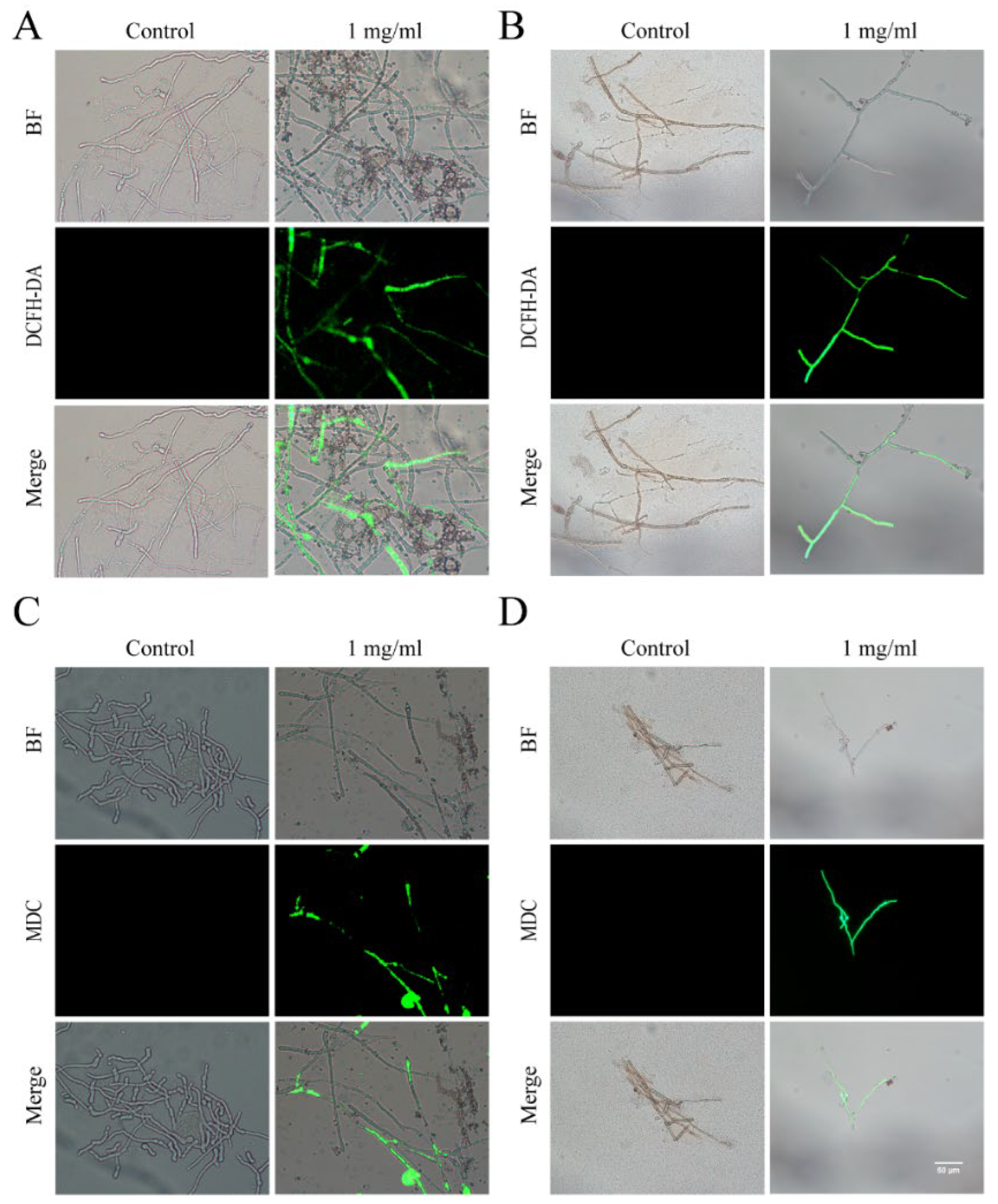 Plants 13 02122 g005