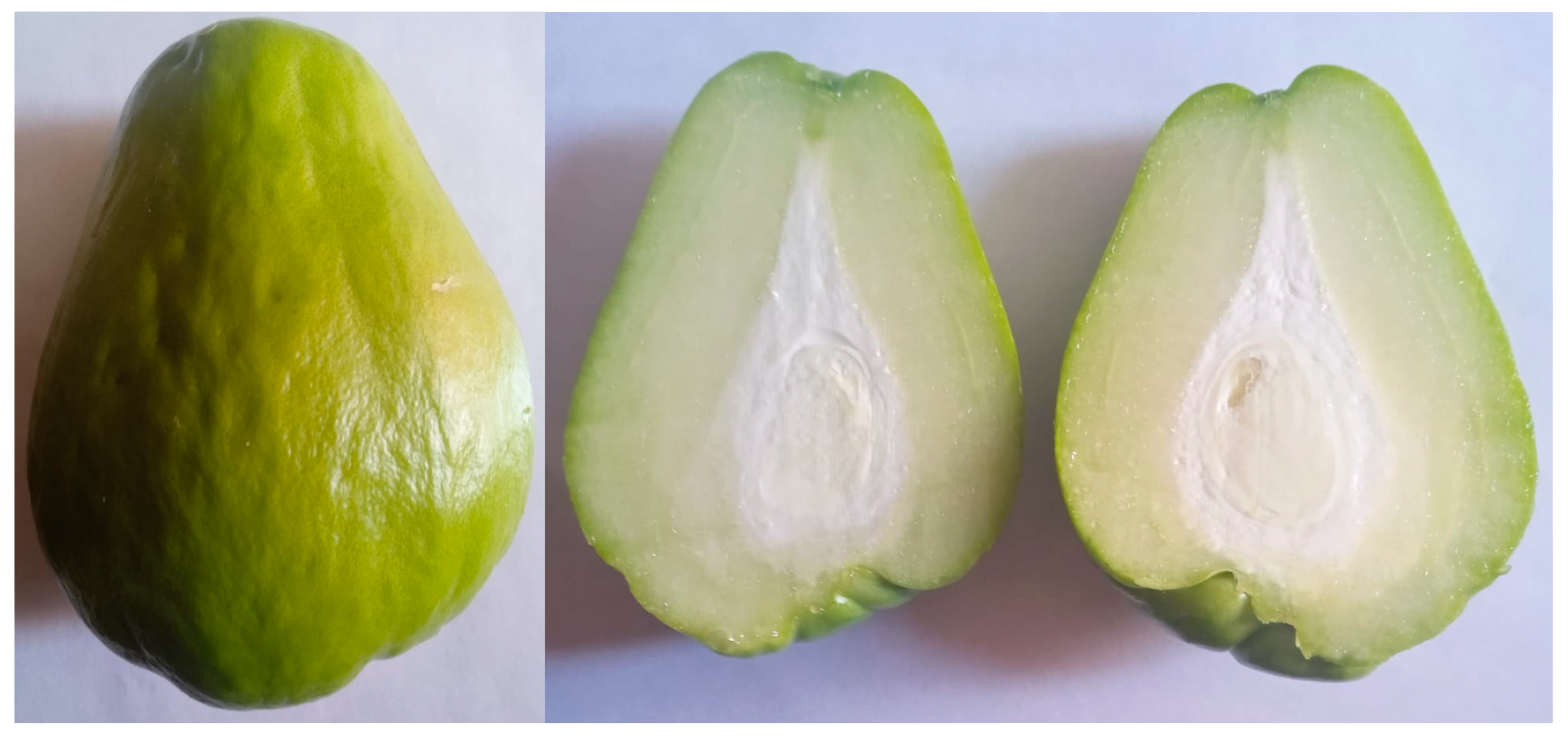 Plants 13 02132 g003