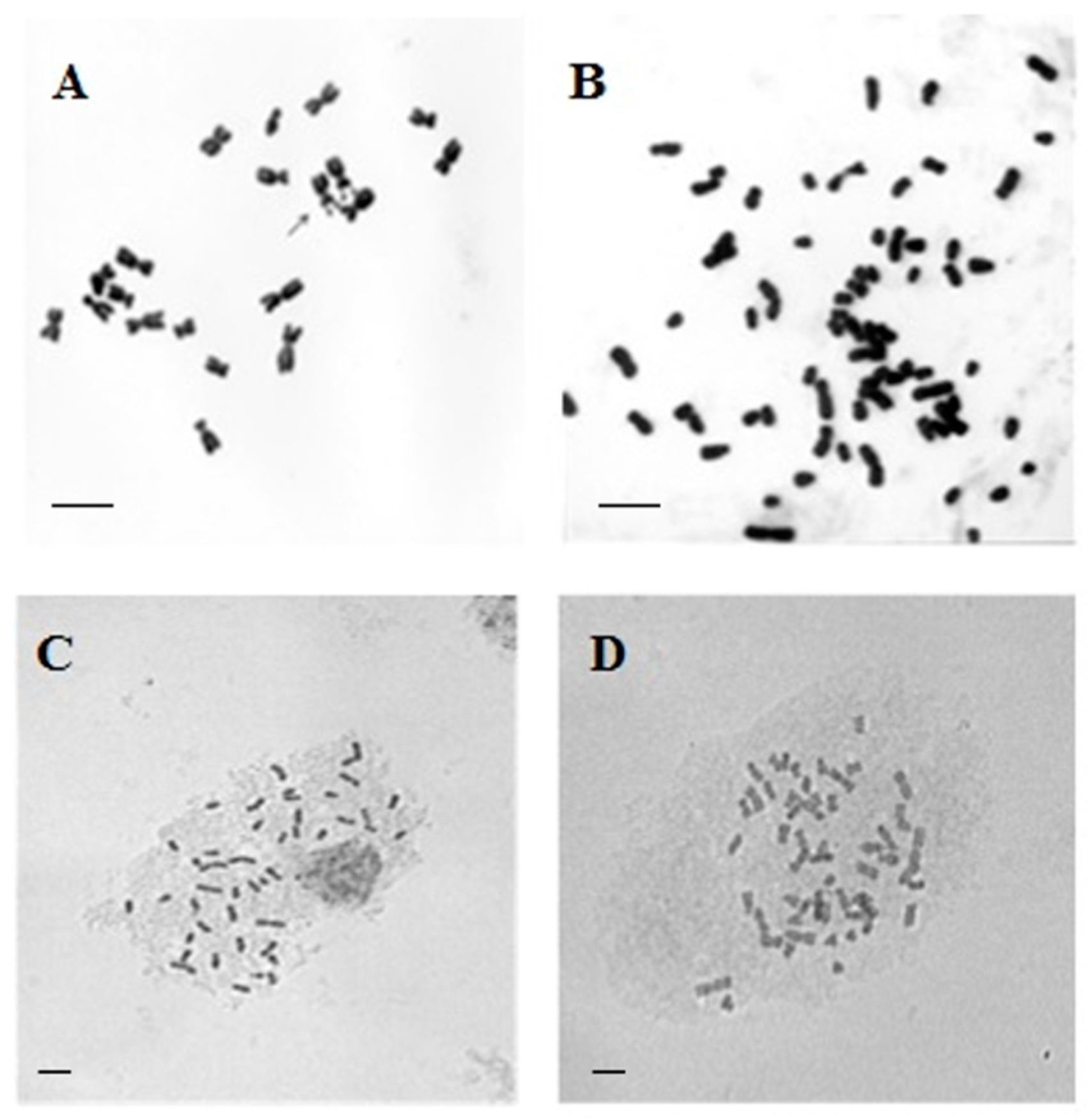 Plants 13 02138 g002 Plants 13 02138 g002