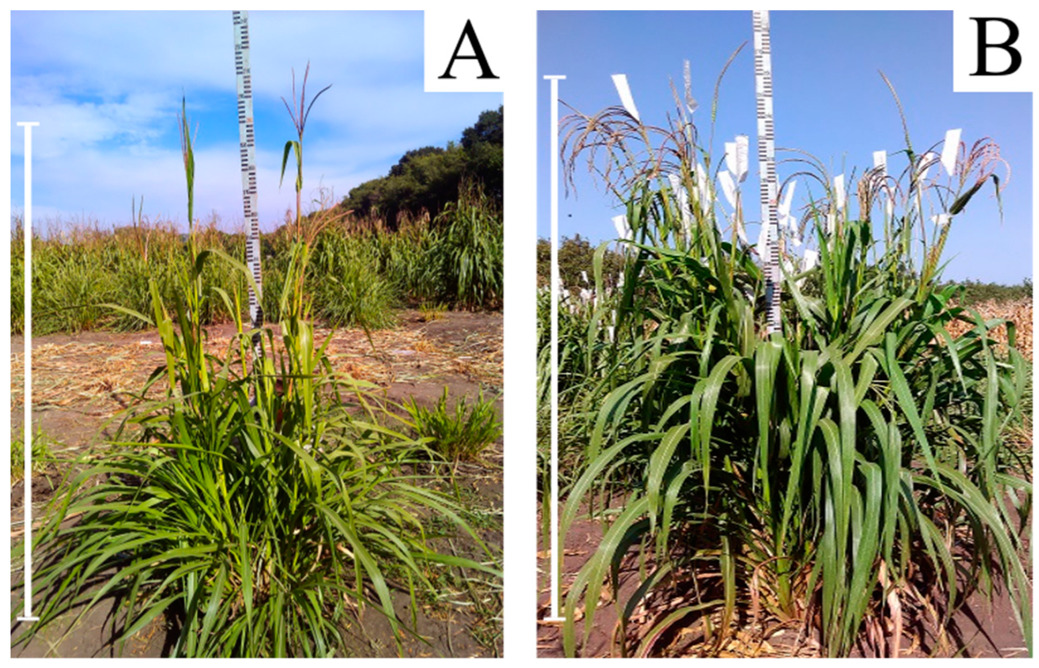 Plants 13 02138 g003 Plants 13 02138 g003