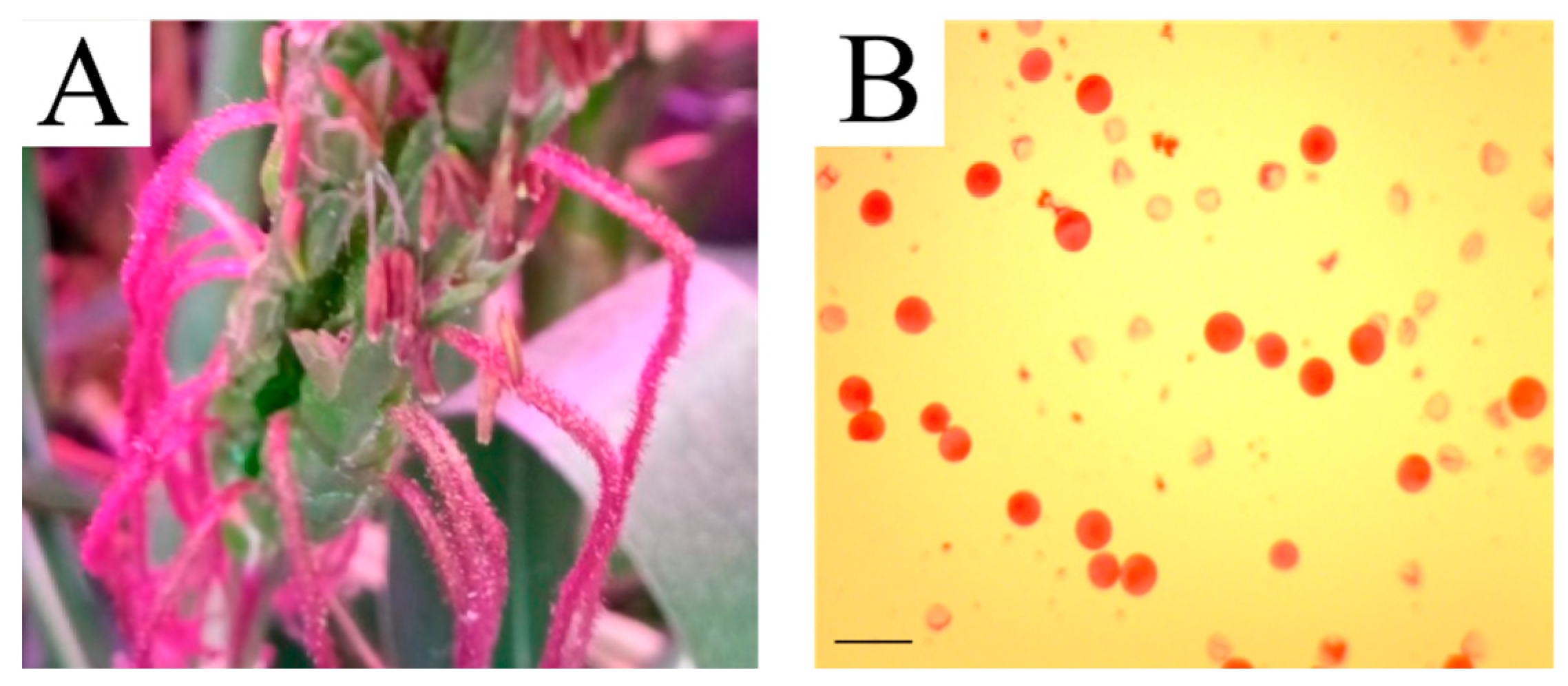 Plants 13 02138 g004 Plants 13 02138 g004