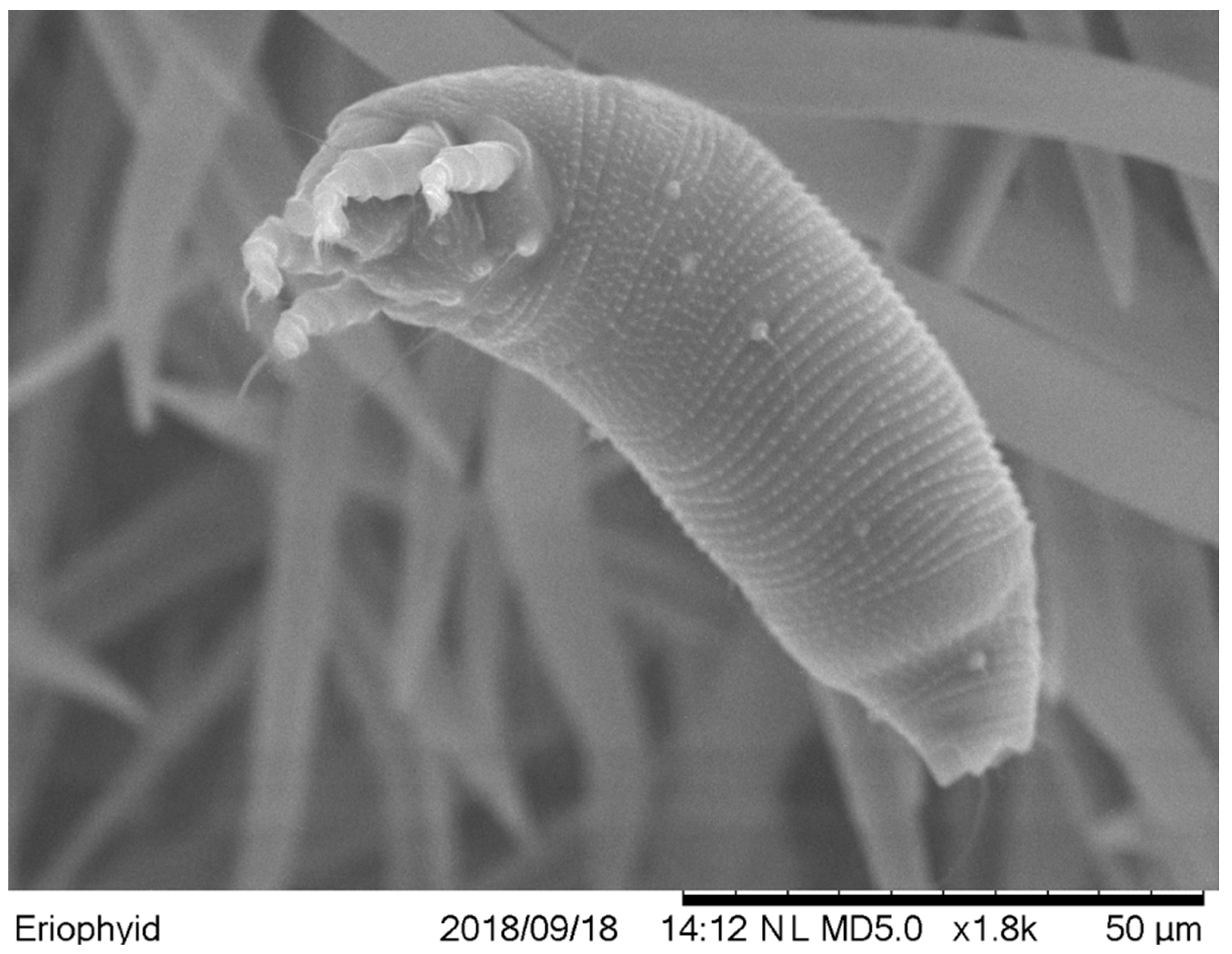 Plants 13 02146 g003 Plants 13 02146 g003