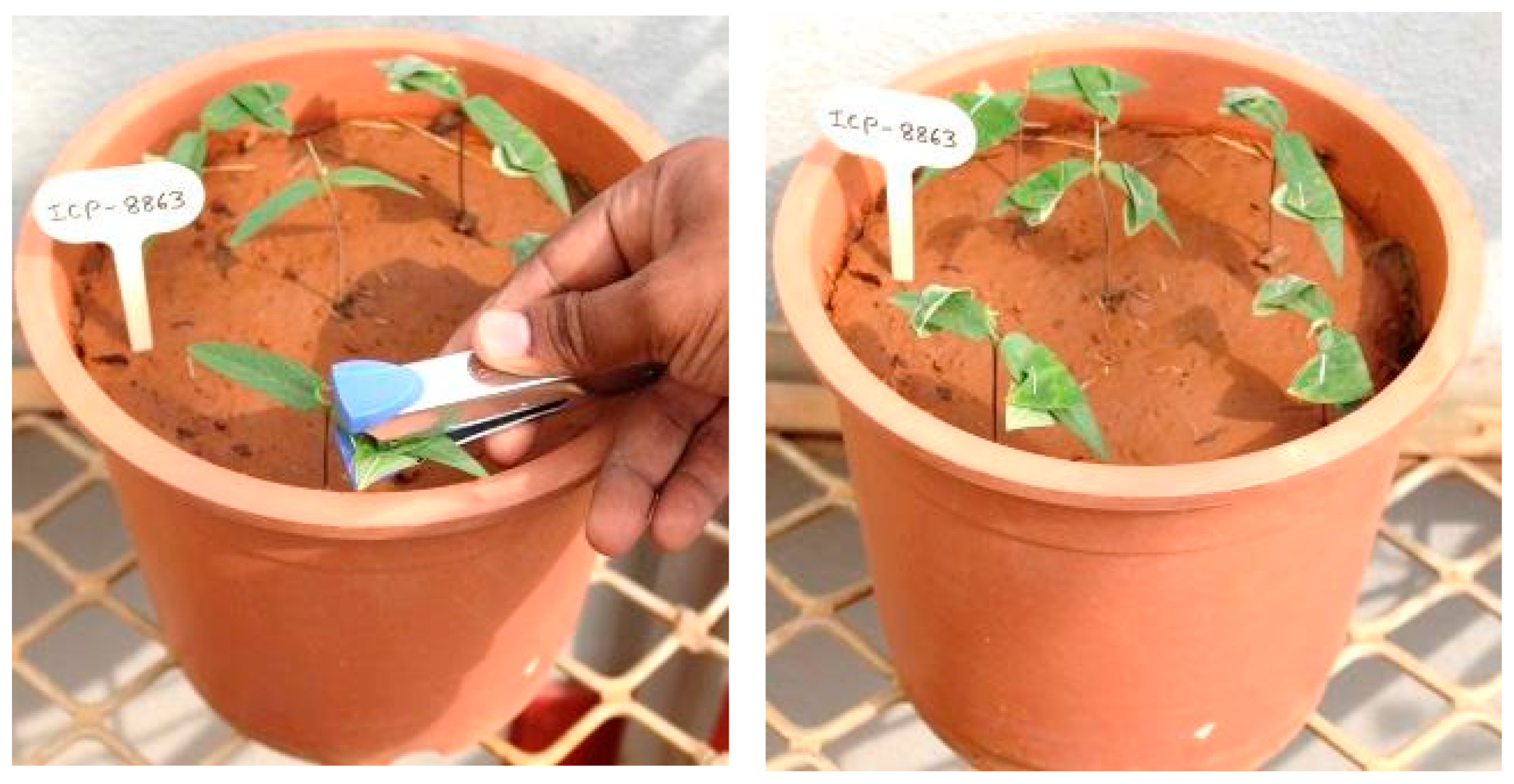 Plants 13 02146 g006 Plants 13 02146 g006