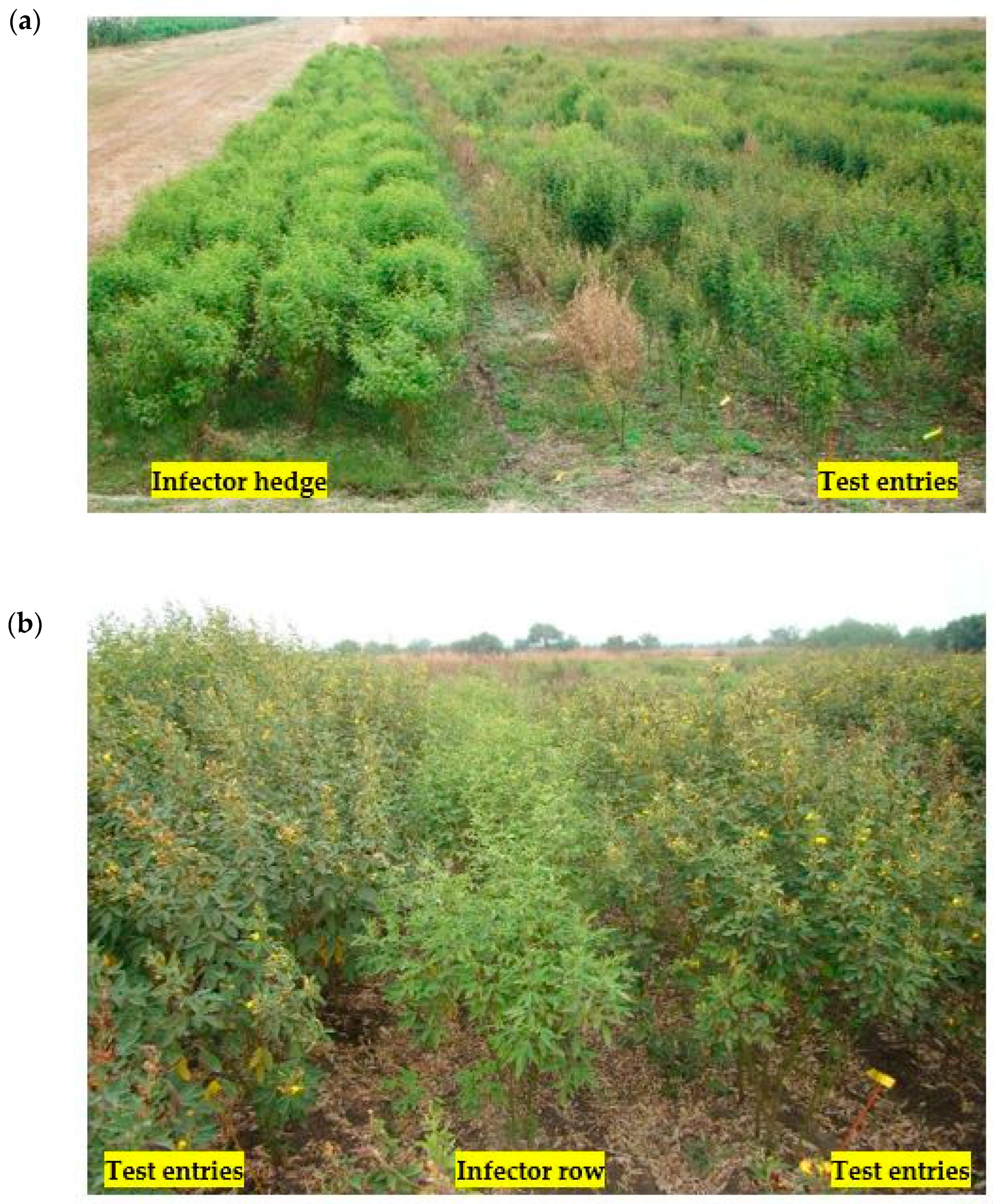 Plants 13 02146 g007 Plants 13 02146 g007