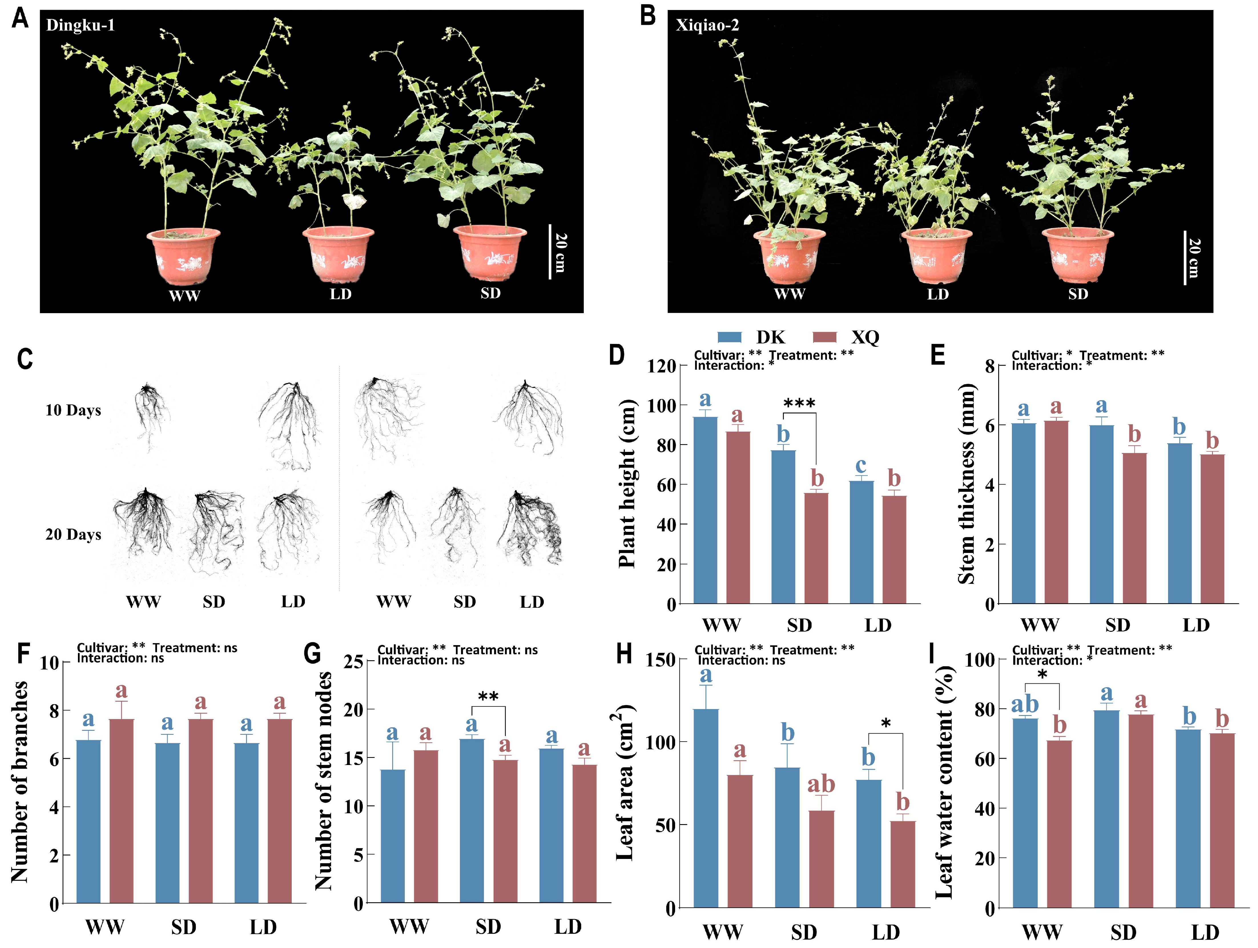 Plants 13 02161 g001 Plants 13 02161 g001