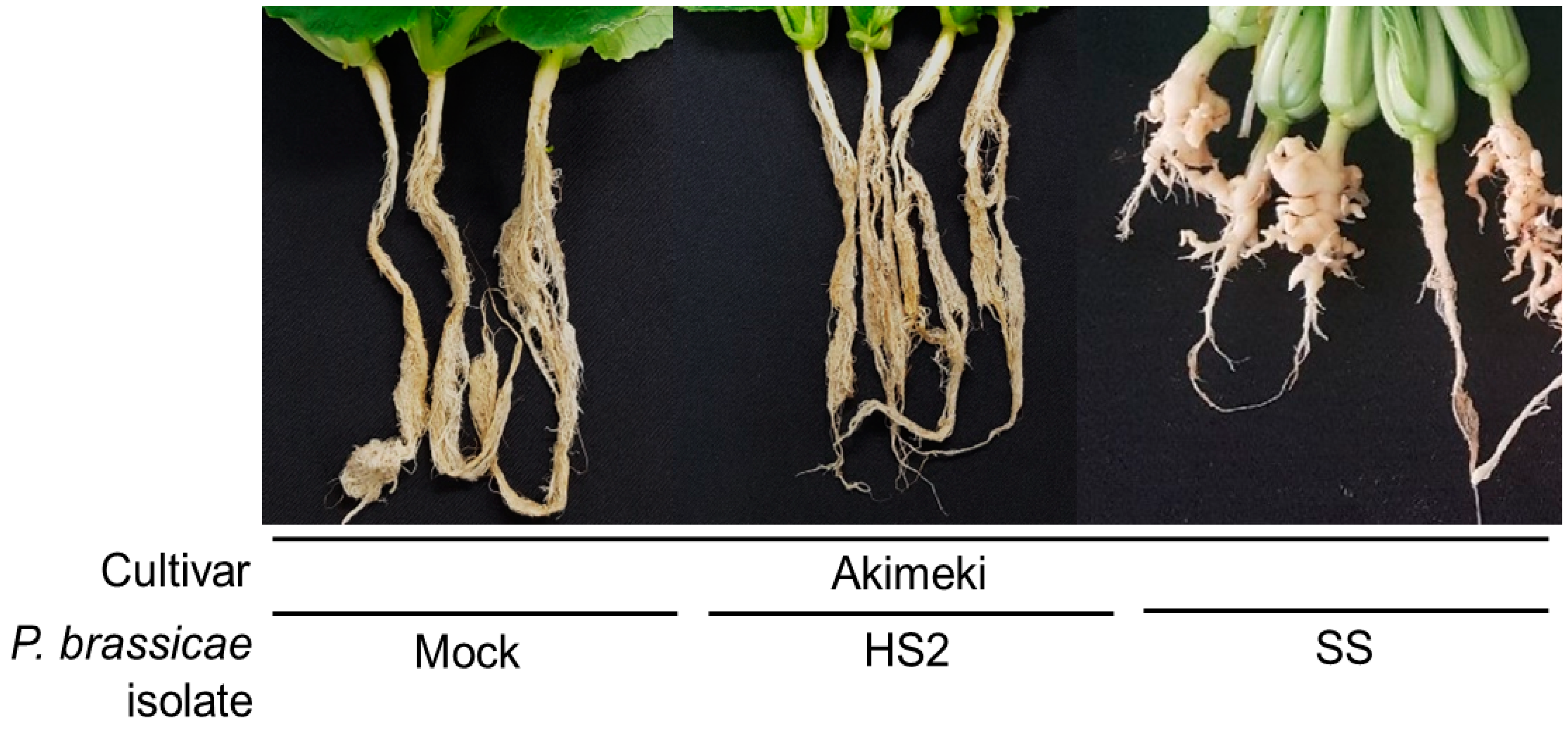 Plants 13 02167 g001 Plants 13 02167 g001