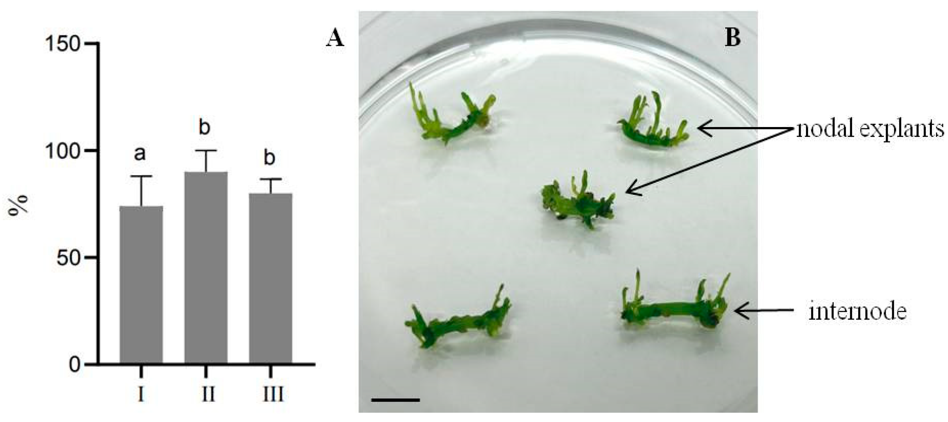 Plants 13 02174 g001