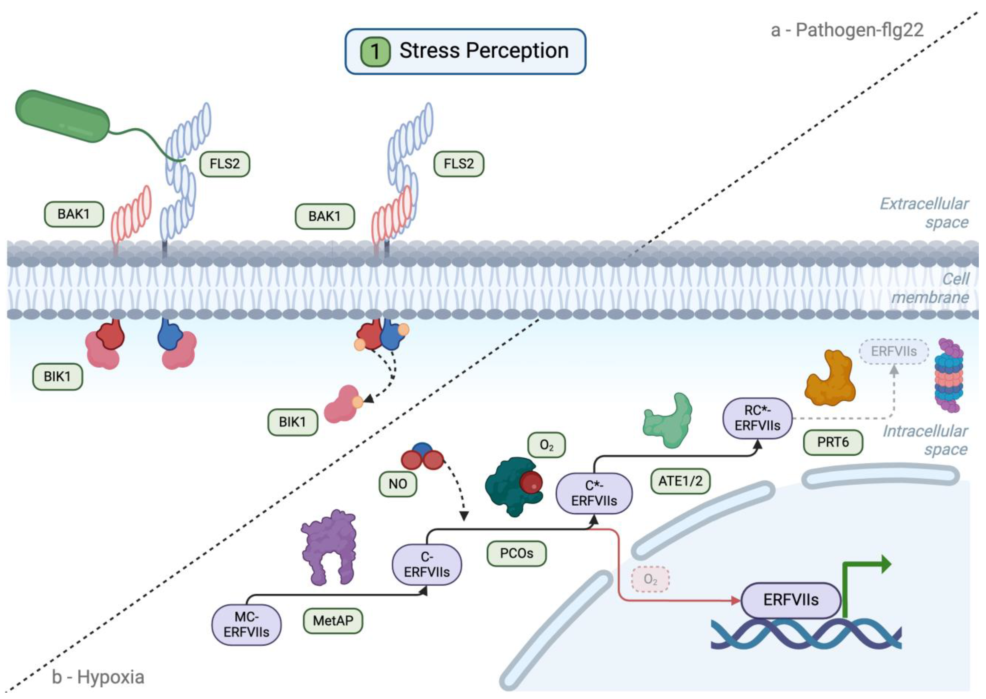 Plants 13 02176 g002
