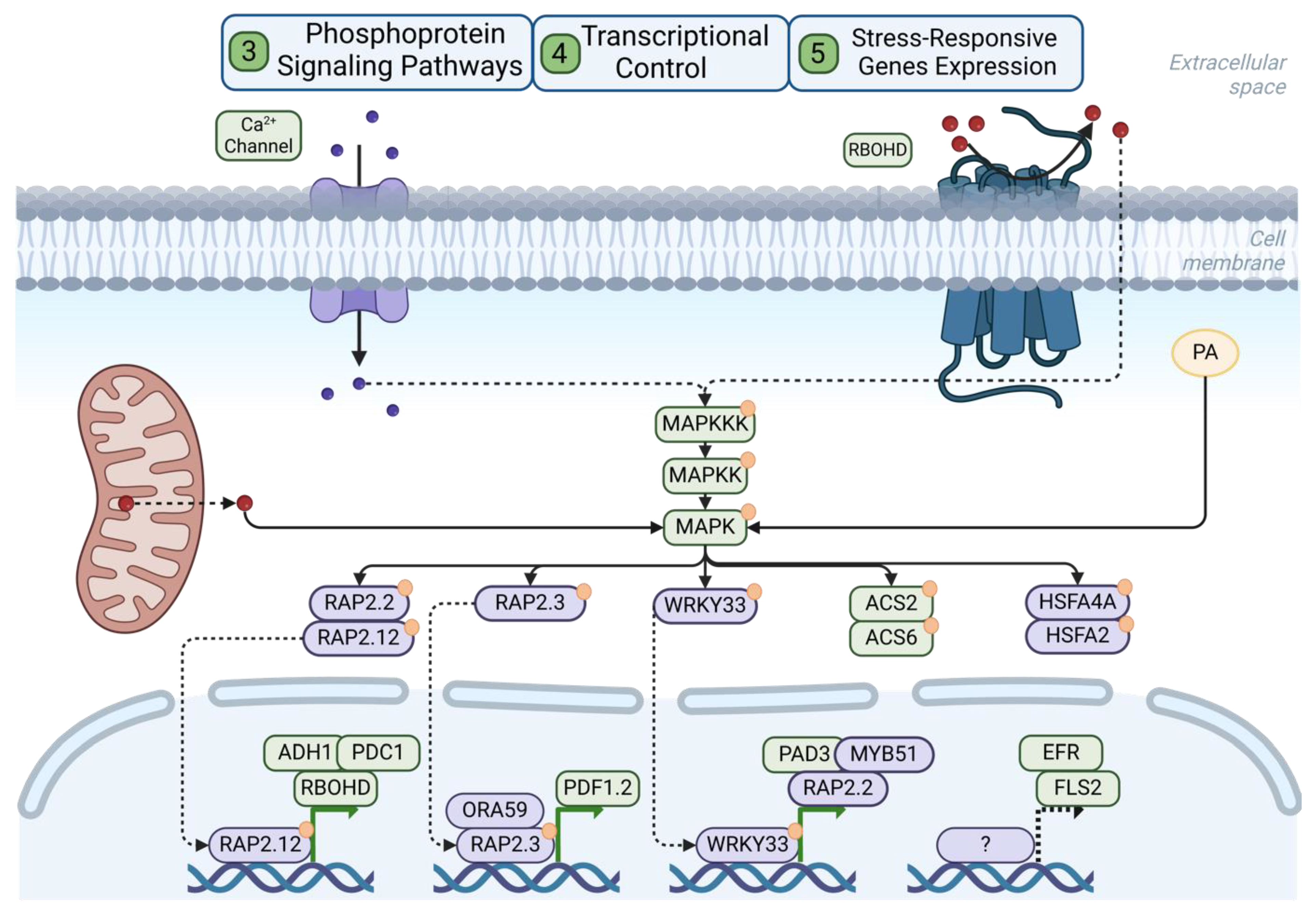 Plants 13 02176 g004