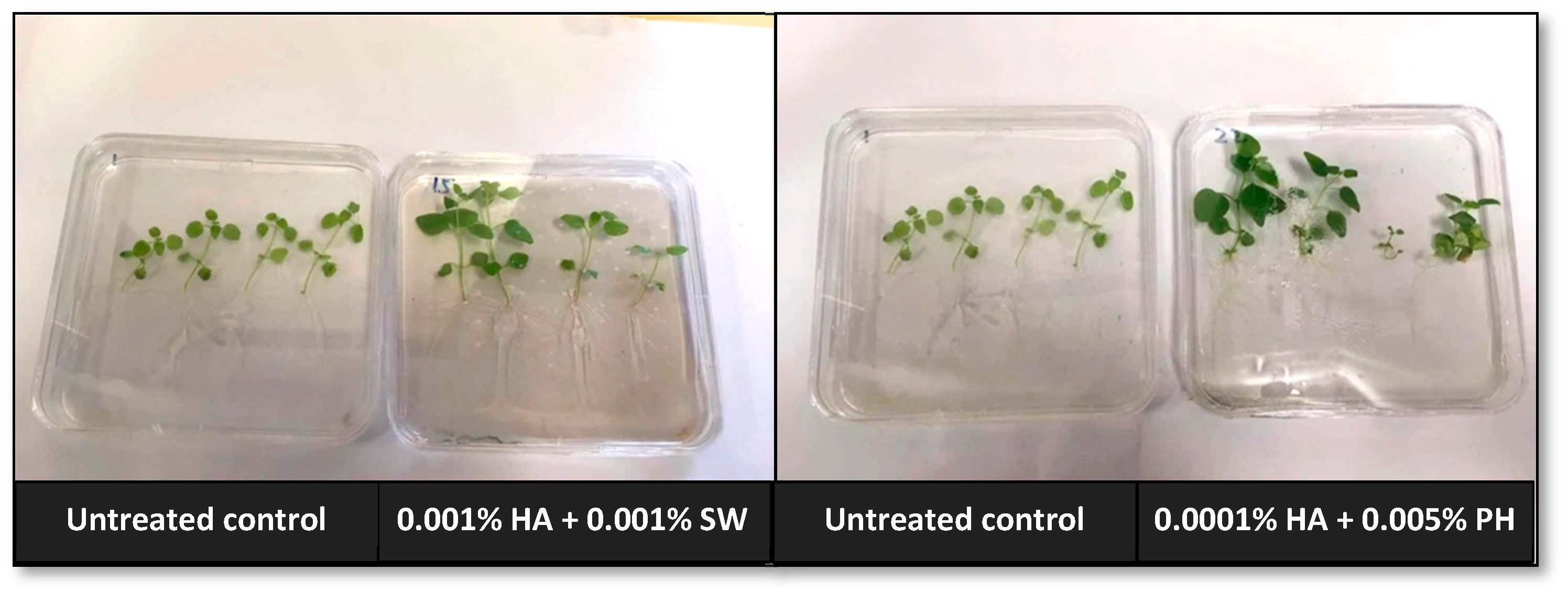 Plants 13 02188 g007