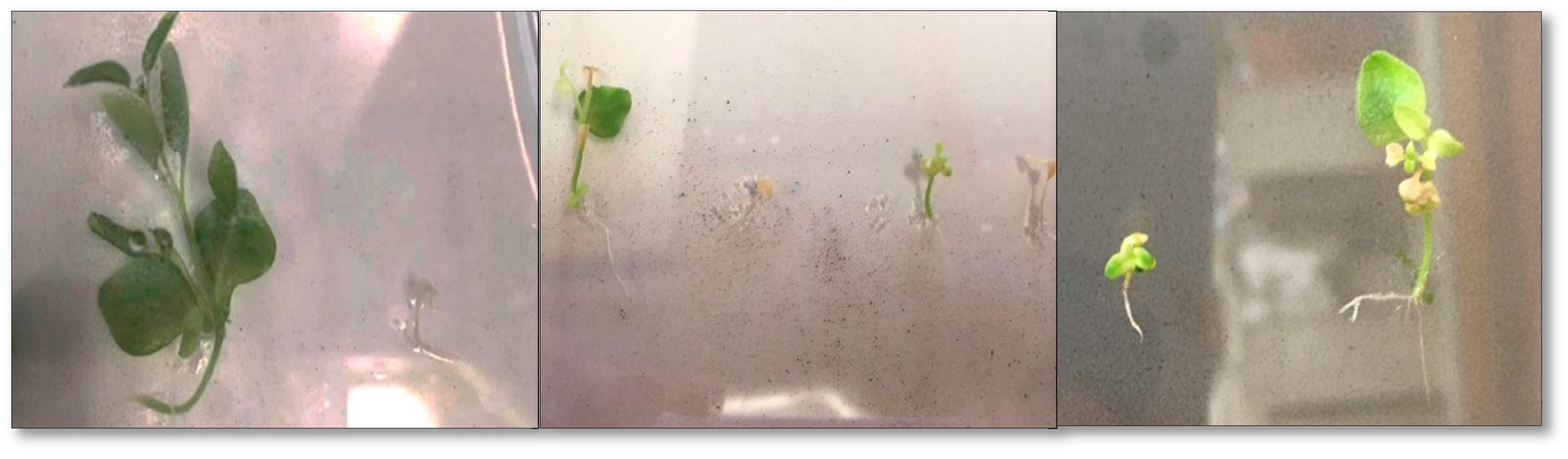 Plants 13 02188 g008