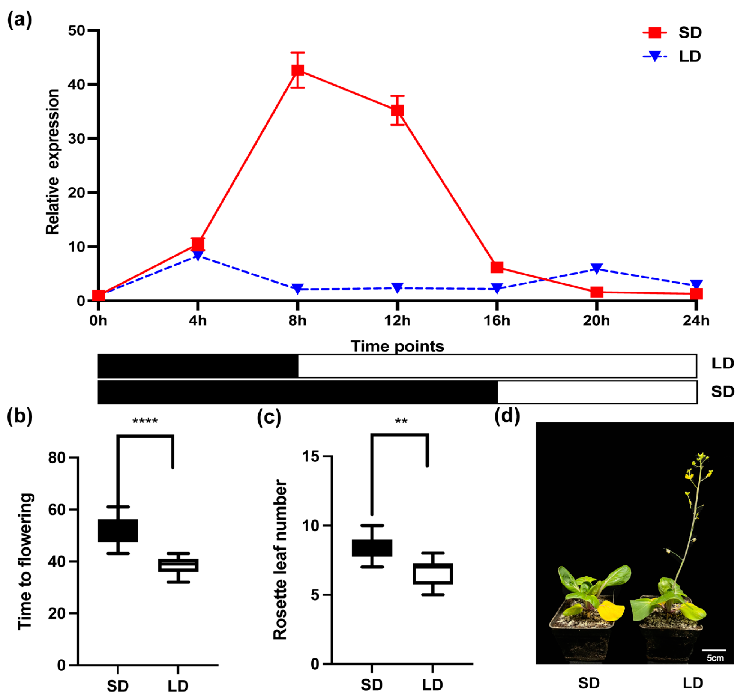 Plants 13 02190 g002 Plants 13 02190 g002