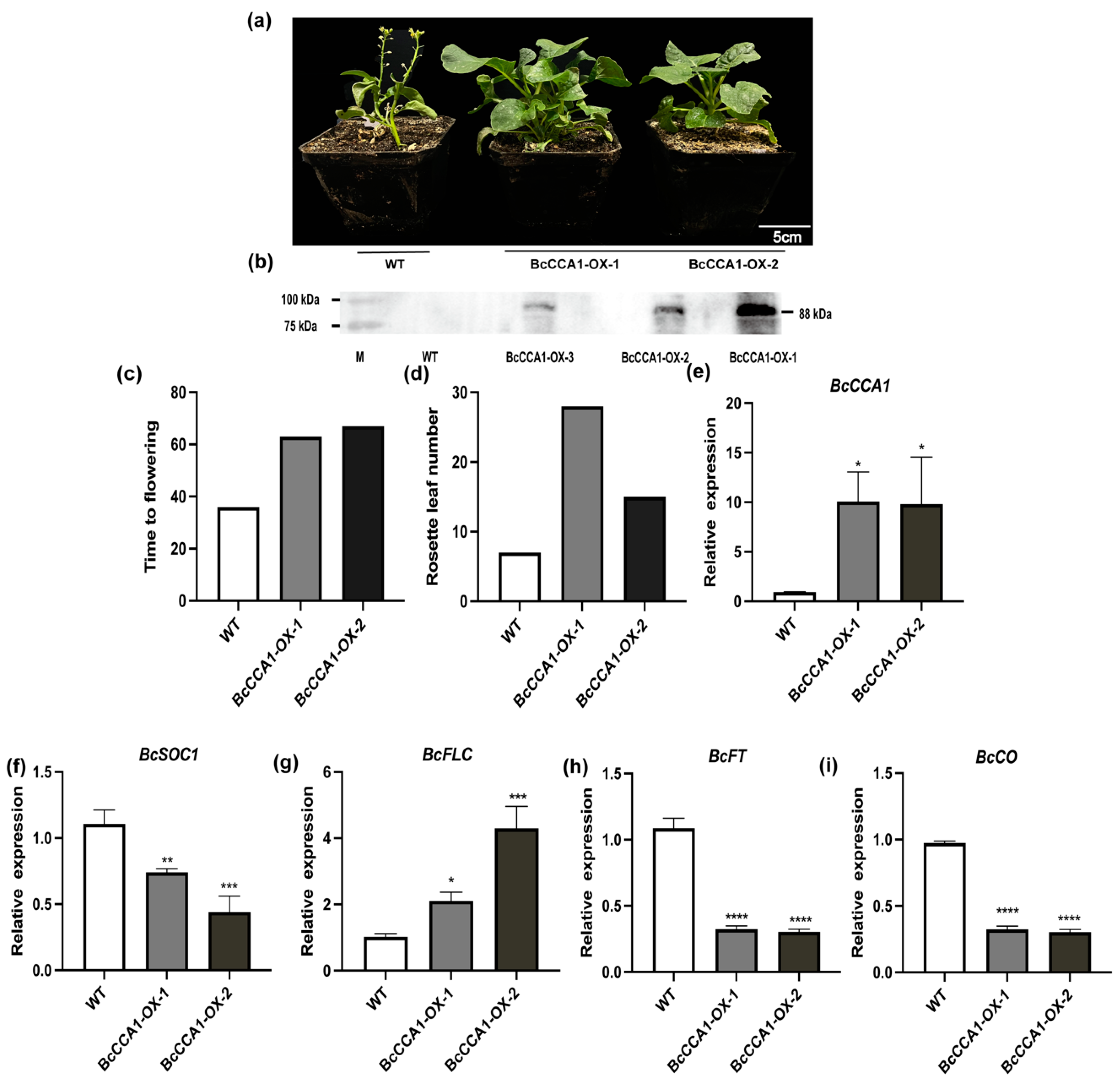Plants 13 02190 g003 Plants 13 02190 g003