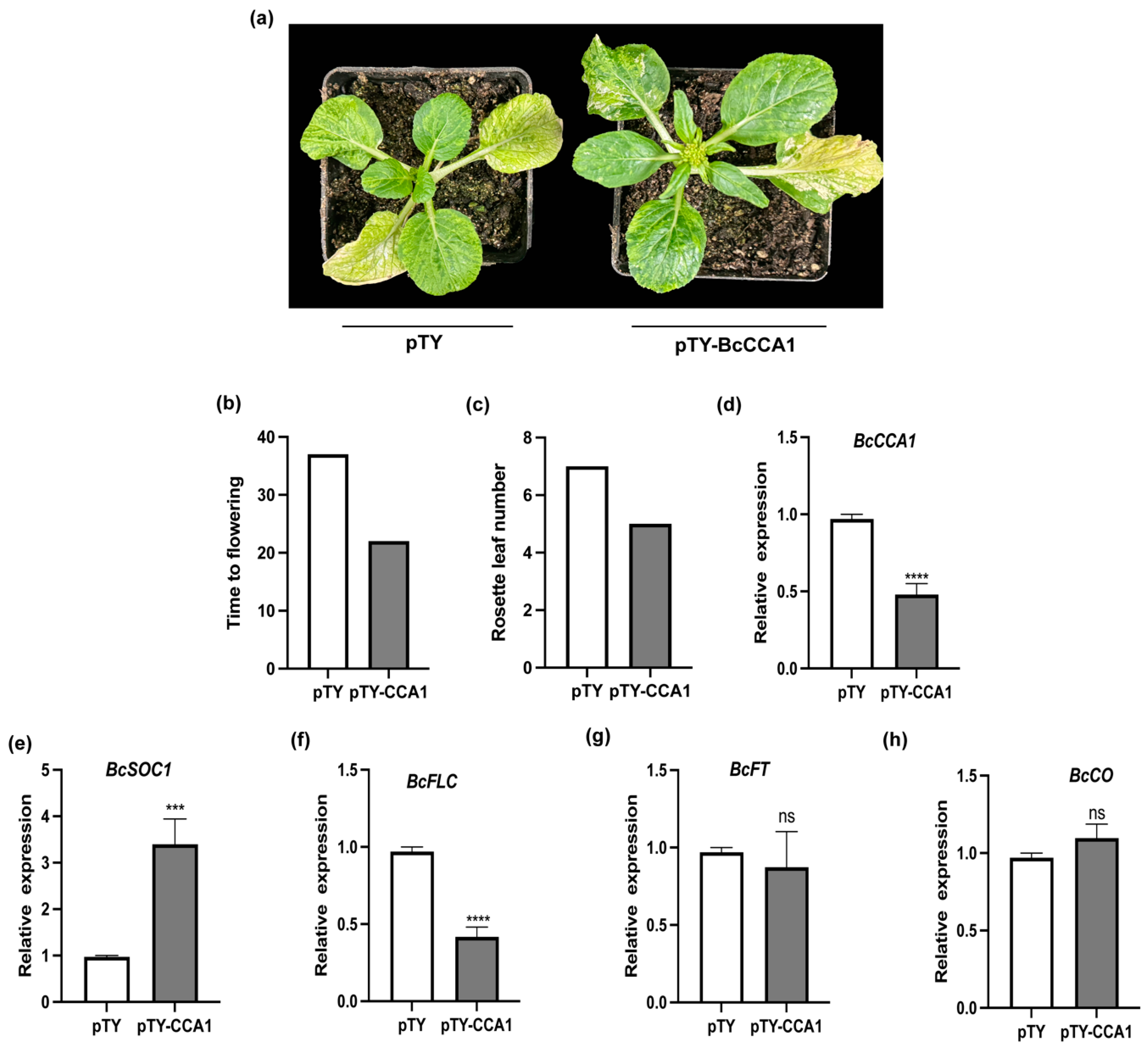 Plants 13 02190 g004 Plants 13 02190 g004