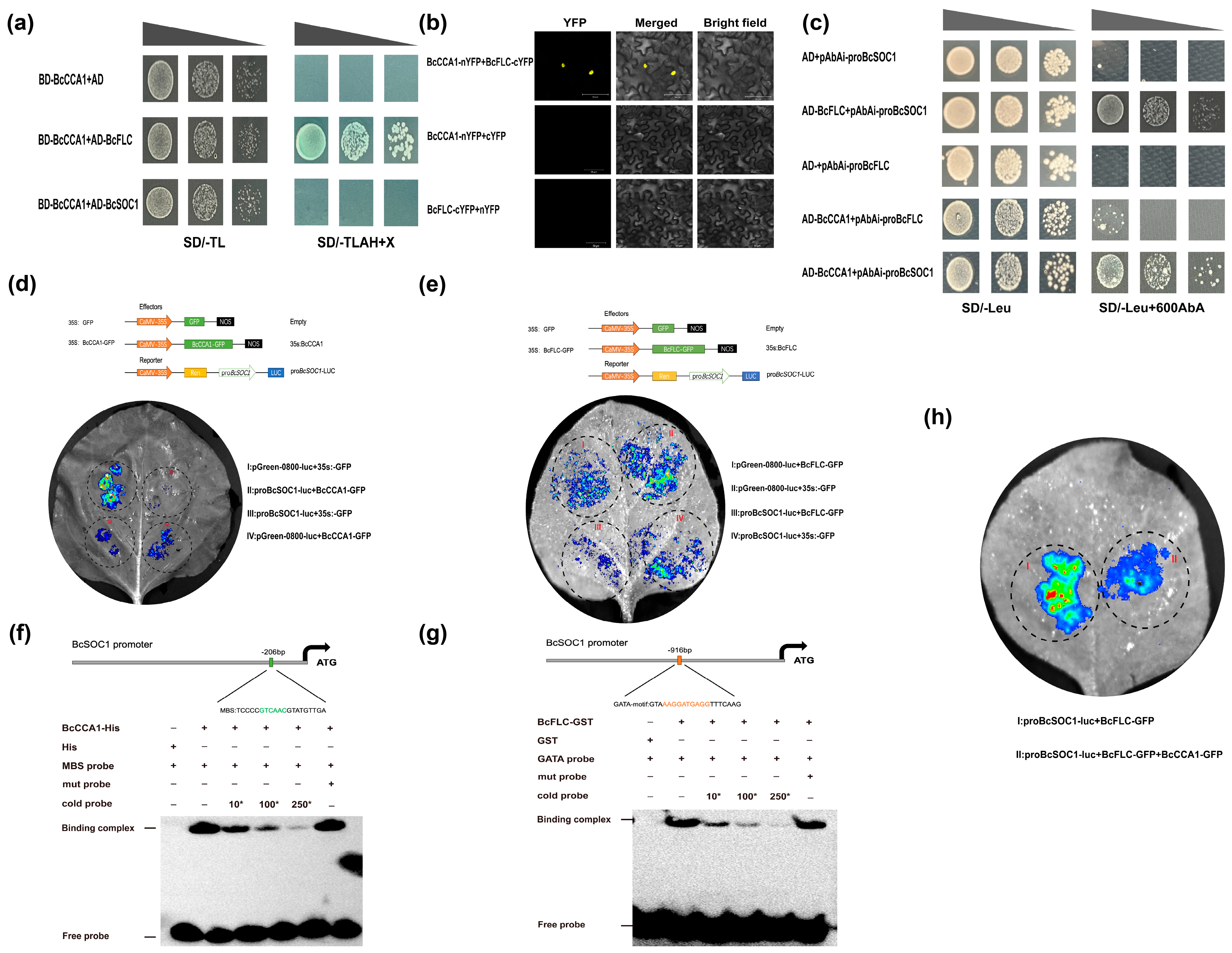 Plants 13 02190 g005 Plants 13 02190 g005