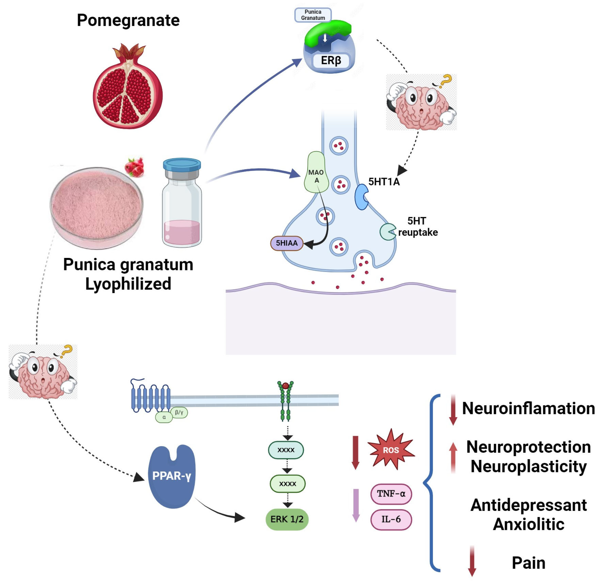 Plants 13 02205 g004