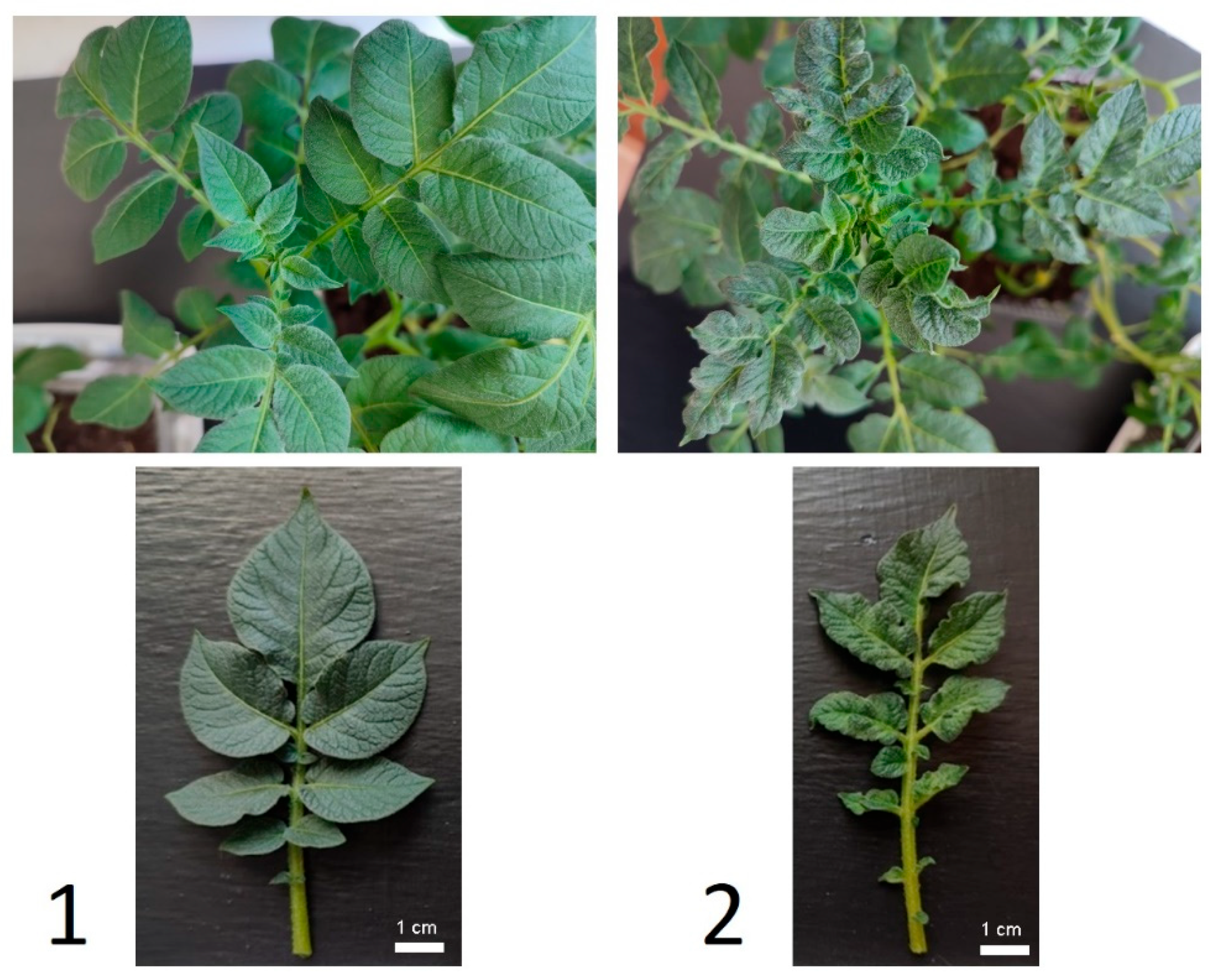 Plants 13 02210 g001