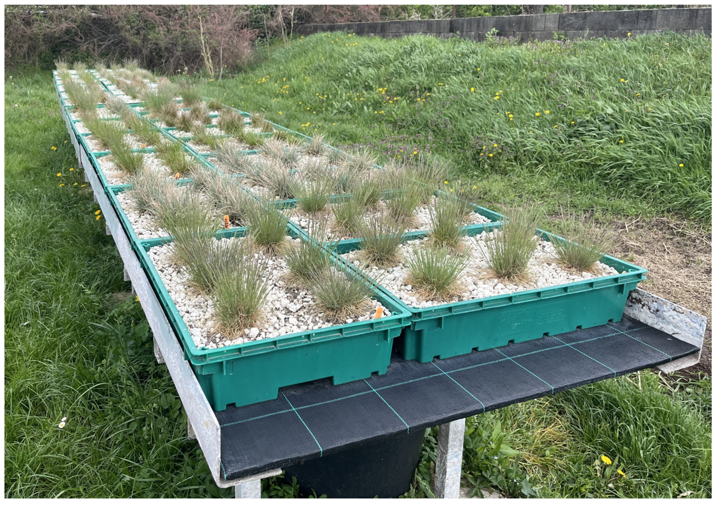 Plants 13 02216 g007