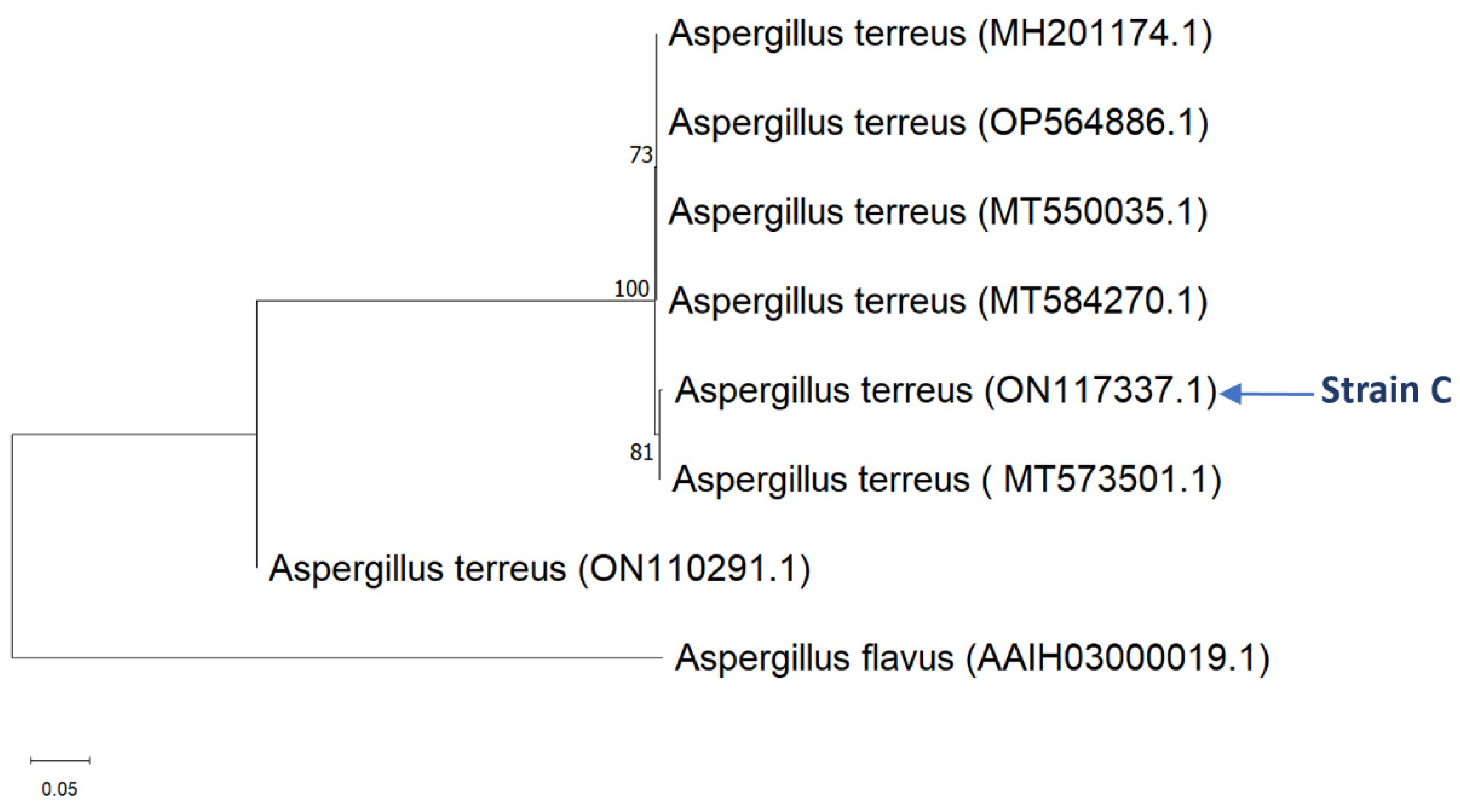 Plants 13 02218 g001
