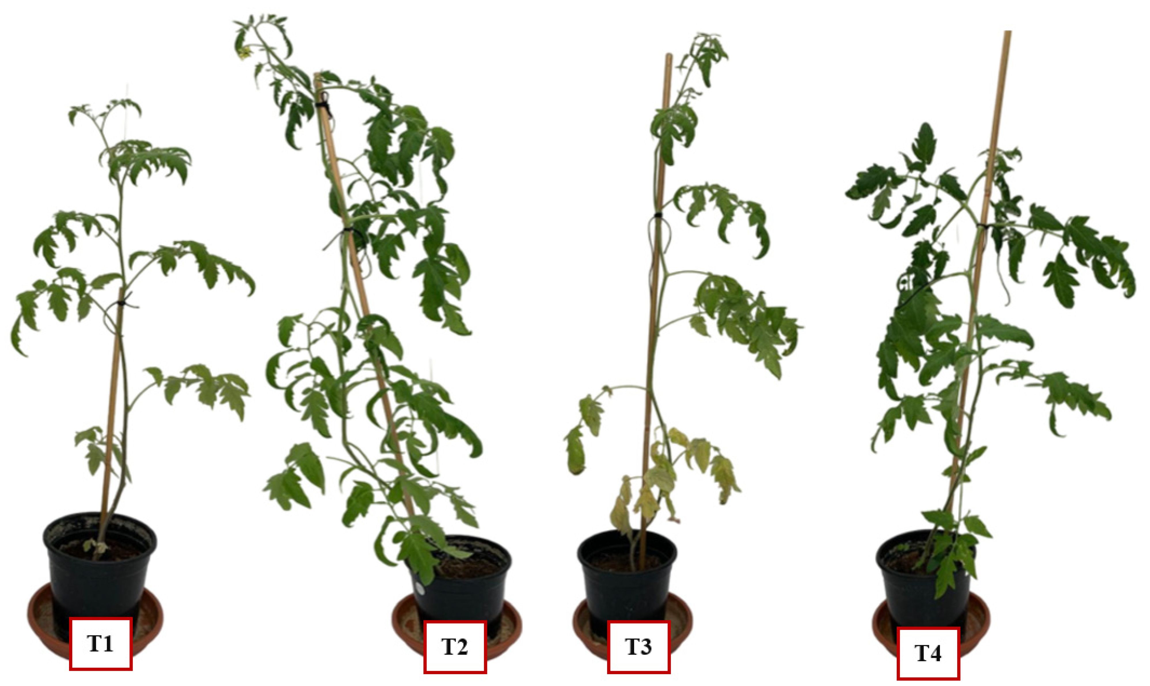 Plants 13 02218 g006