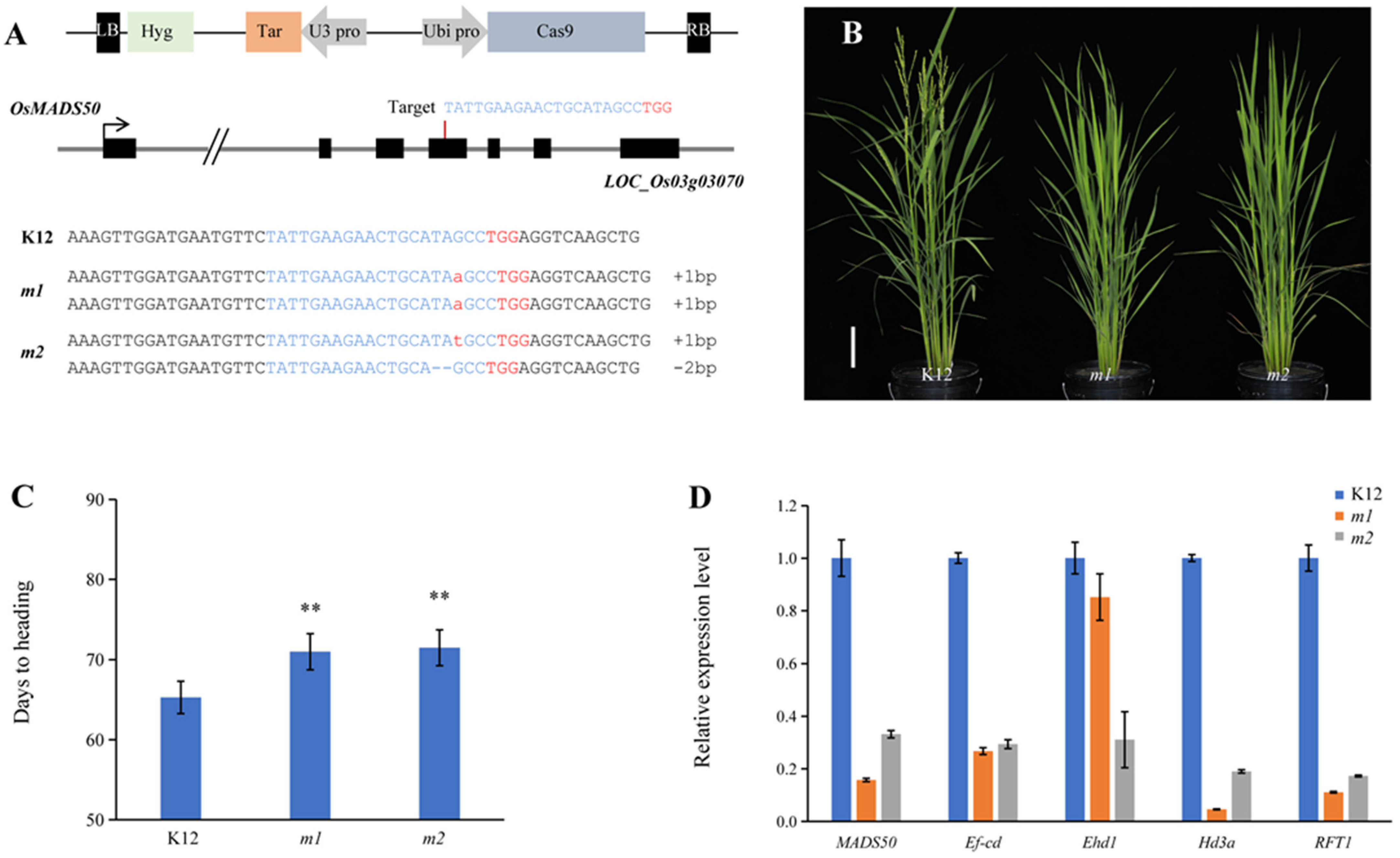 Plants 13 02221 g004