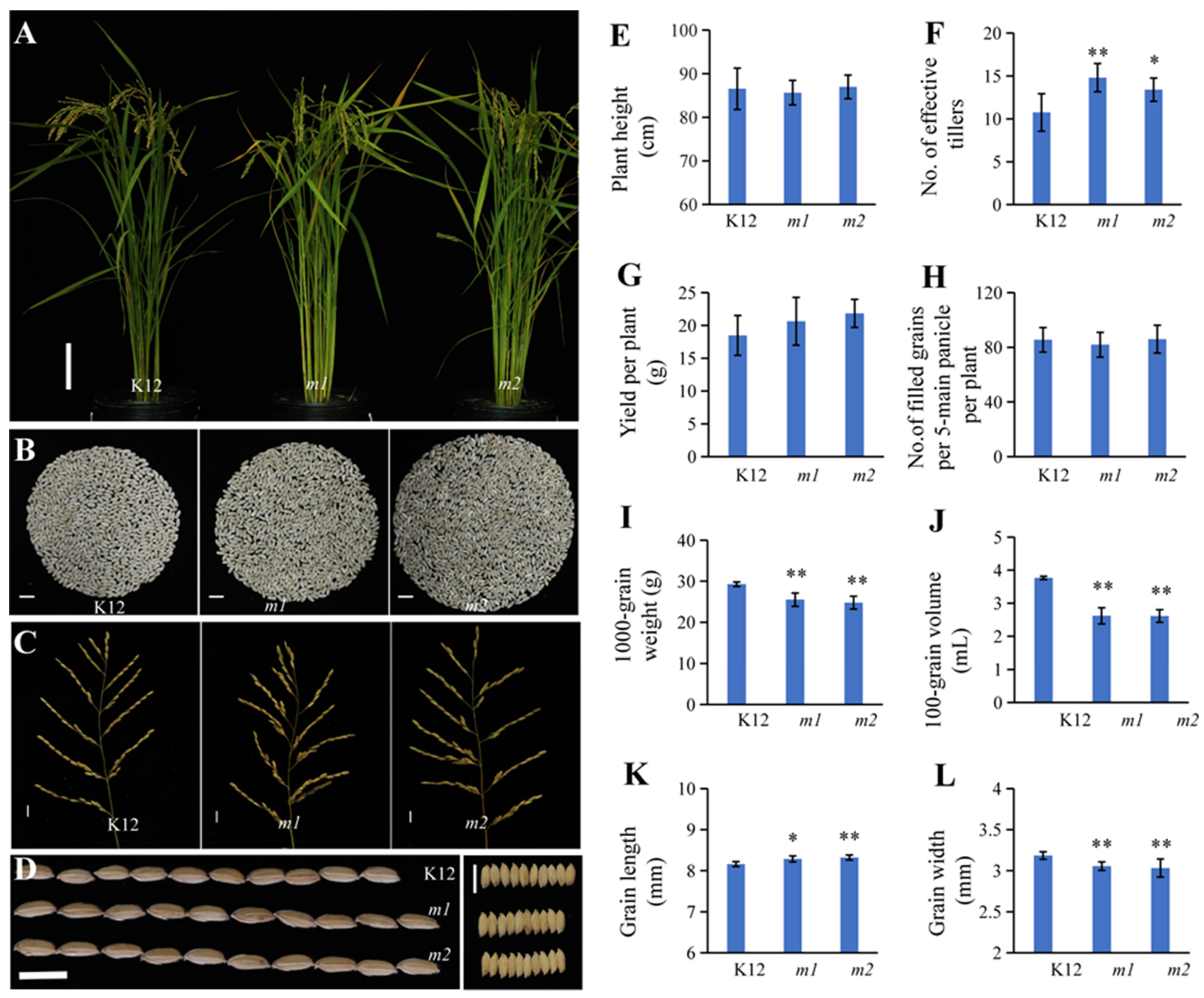 Plants 13 02221 g005