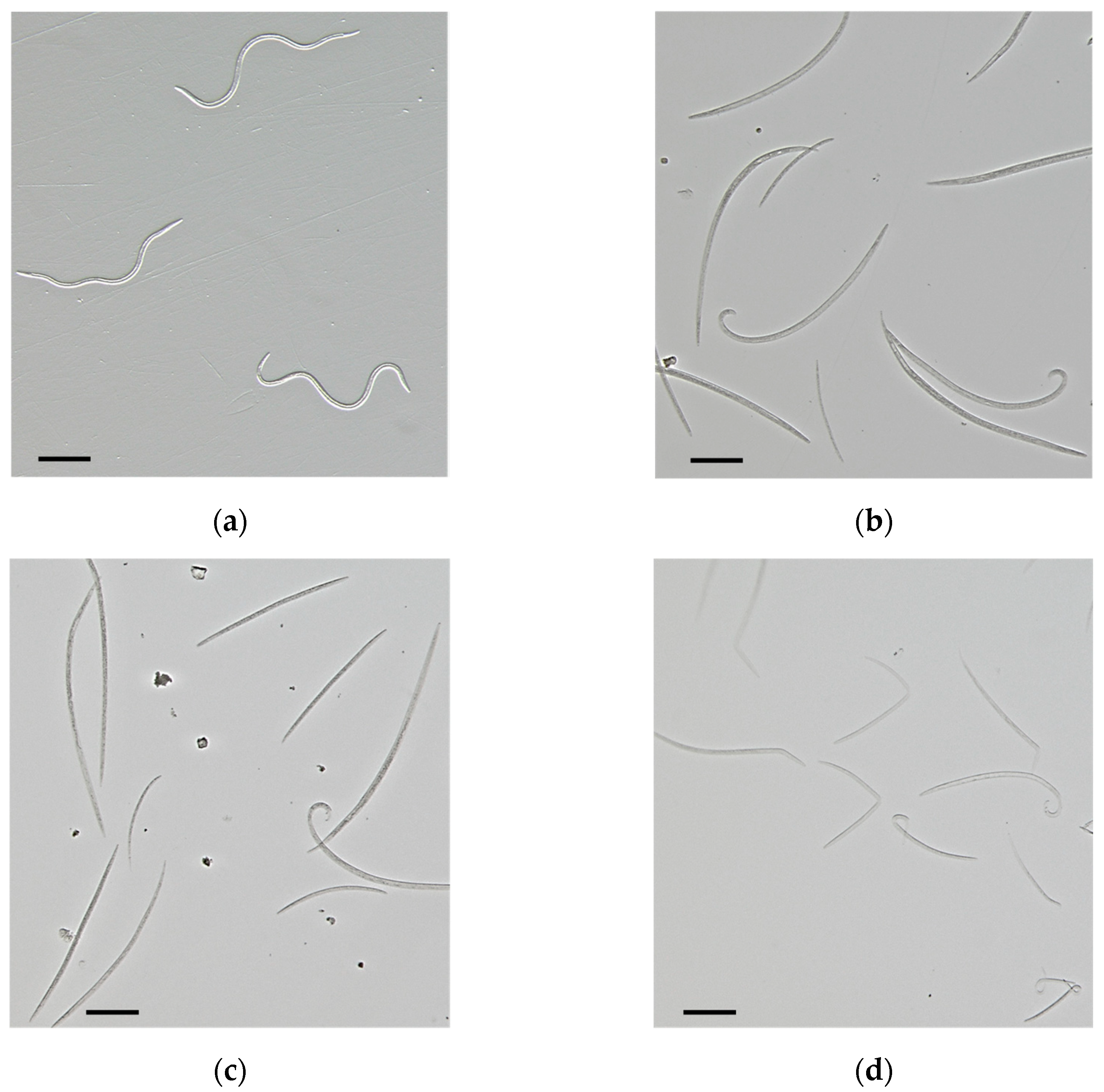 Plants 13 02233 g002