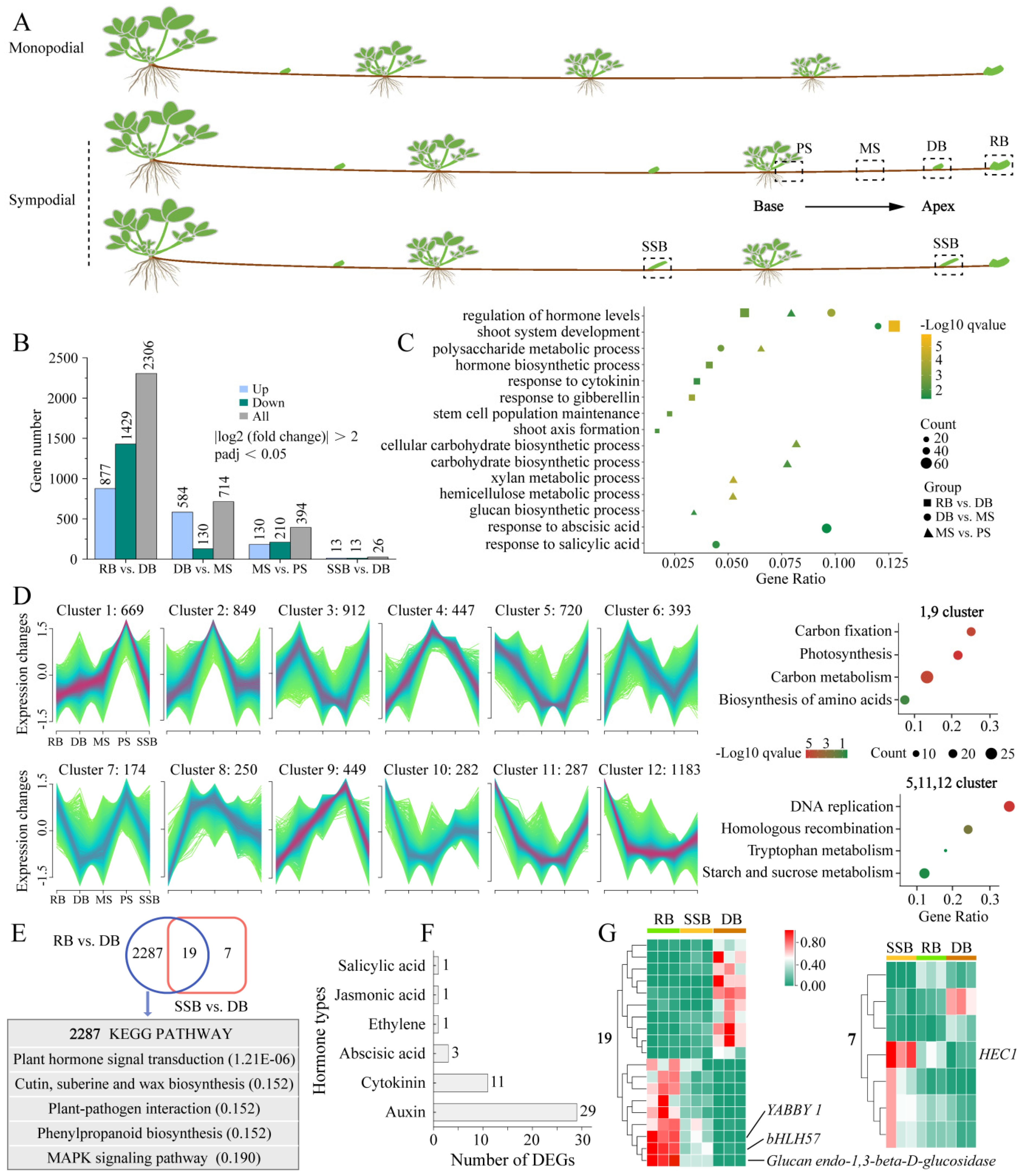 Plants 13 02241 g001