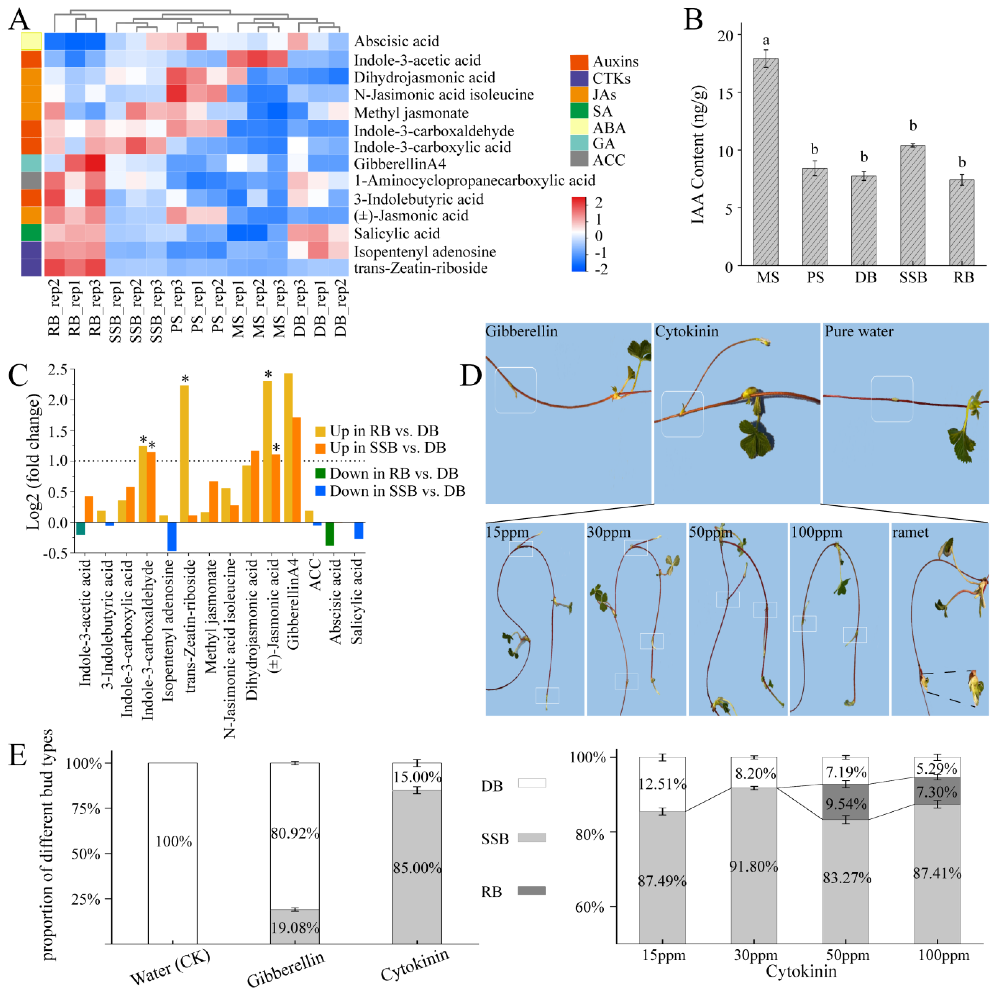 Plants 13 02241 g002